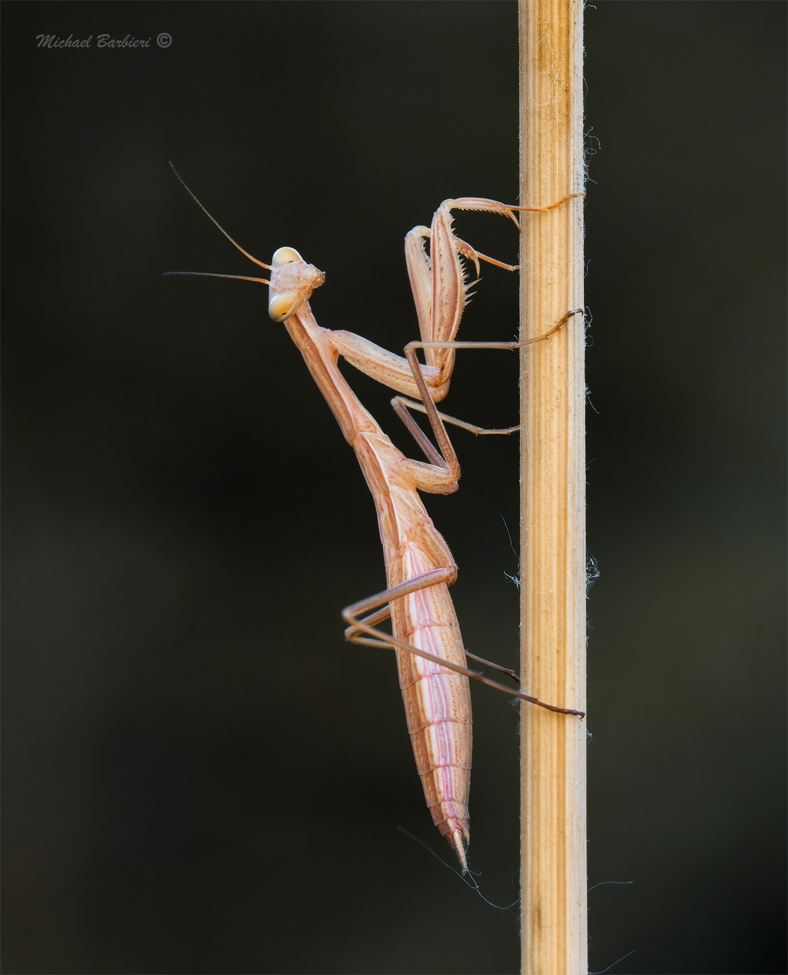 Mantis religiosa &male;