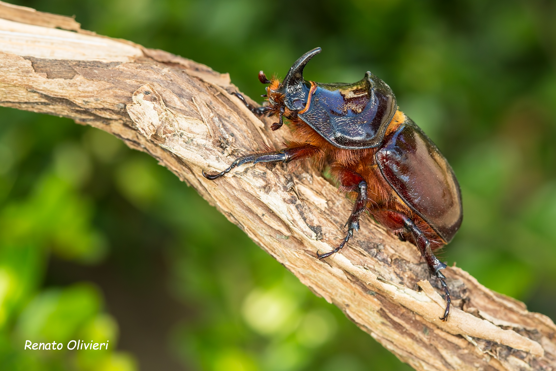 Scarabeo Rhinoceros (oryctes nasicornis)