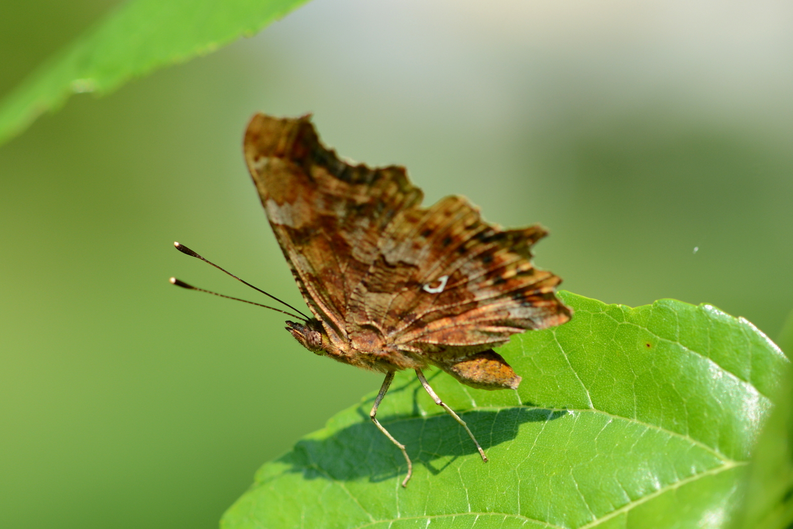 Oh farfallina, farfallina storna