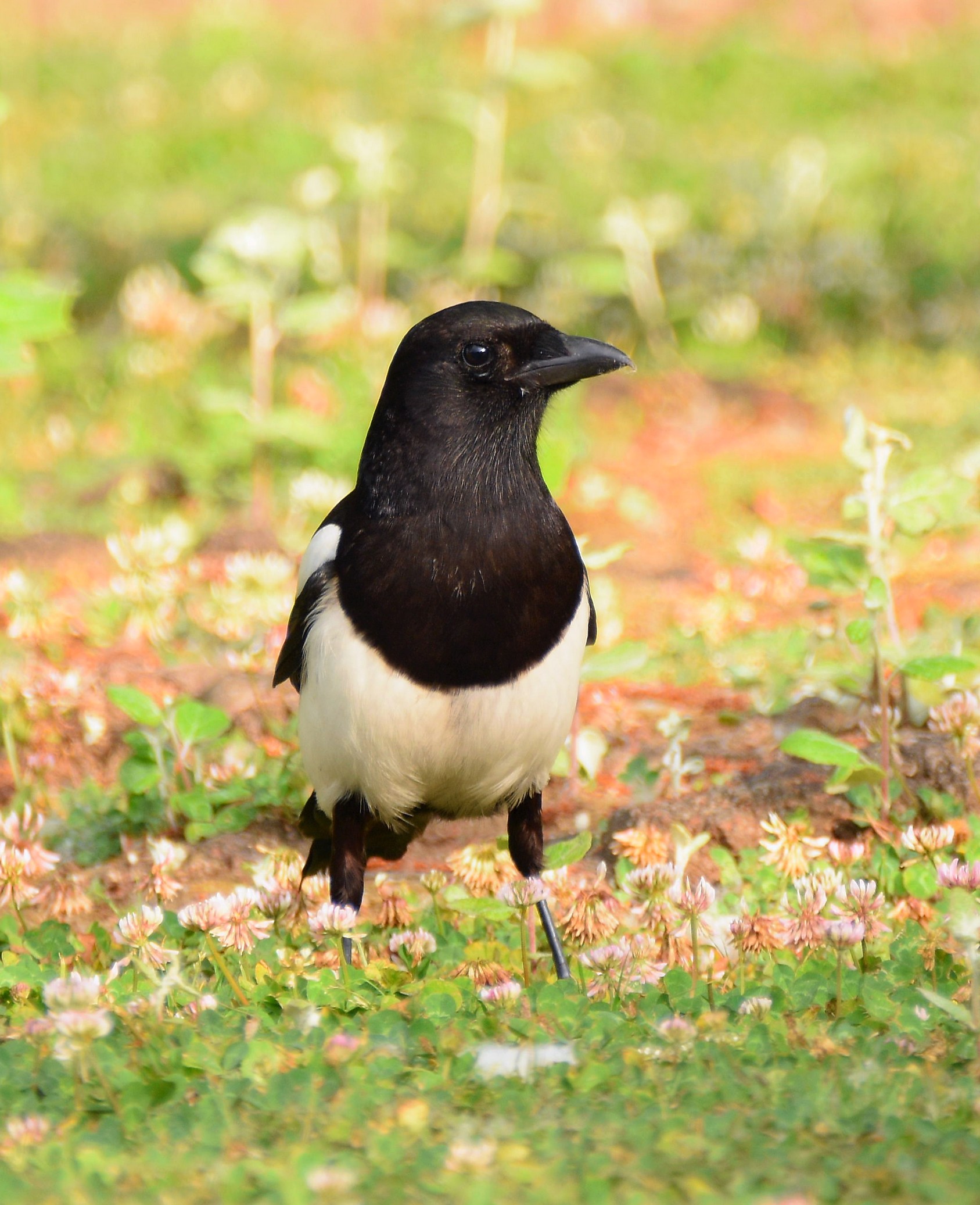 Magpie