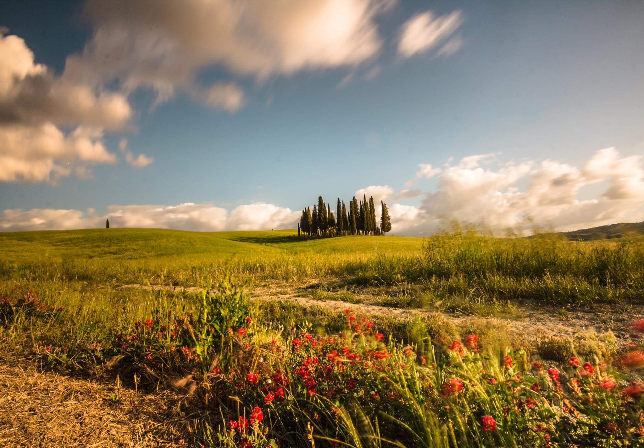 Cipressi San Quirico d'orcia