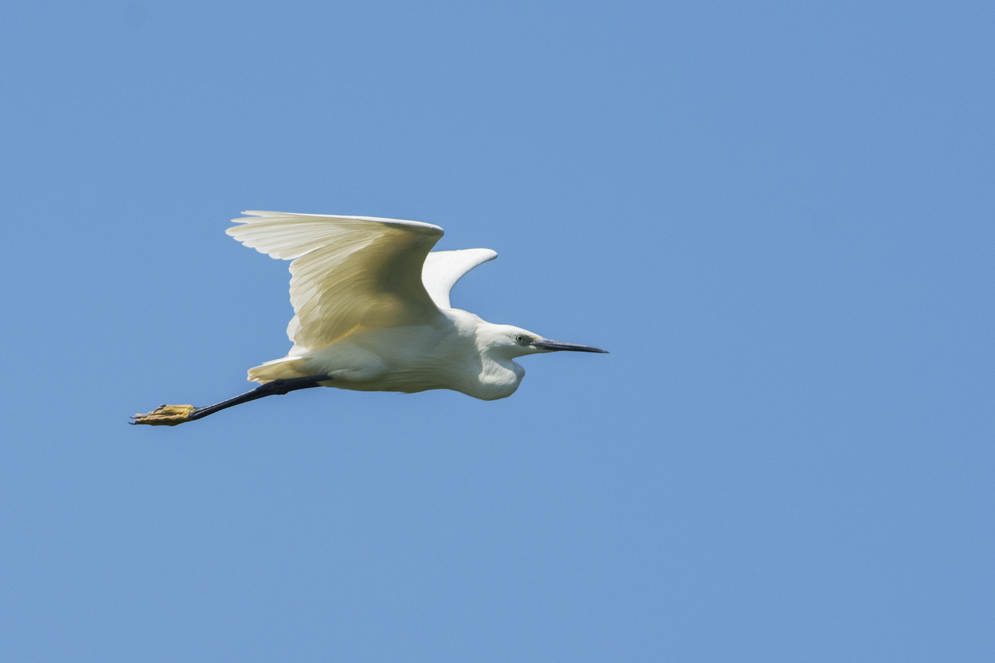 Egret