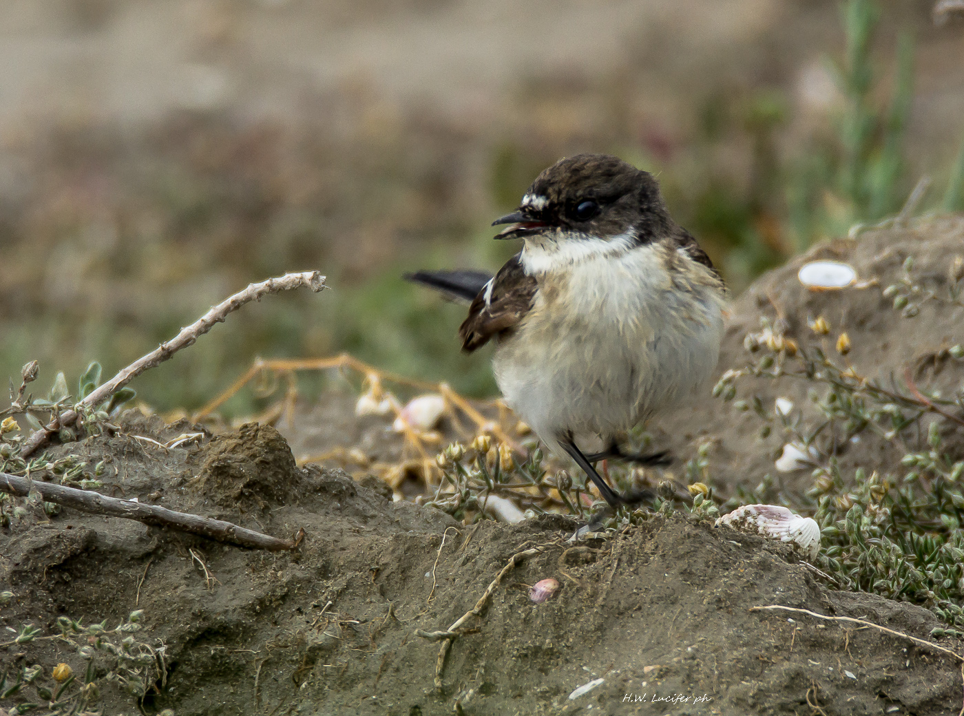 Ti ho visto, cosa credi...?!