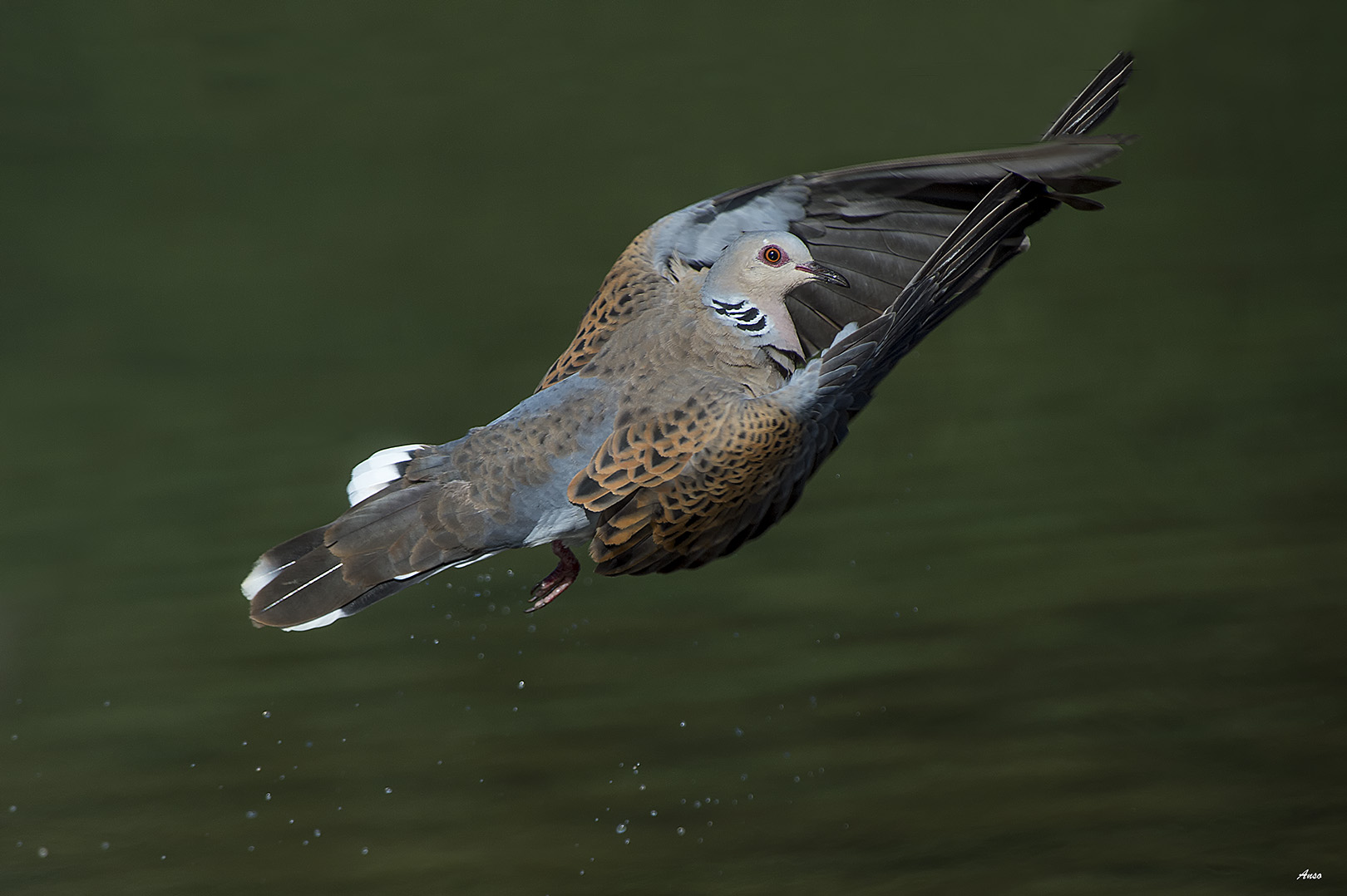 tortora selvatica in volo