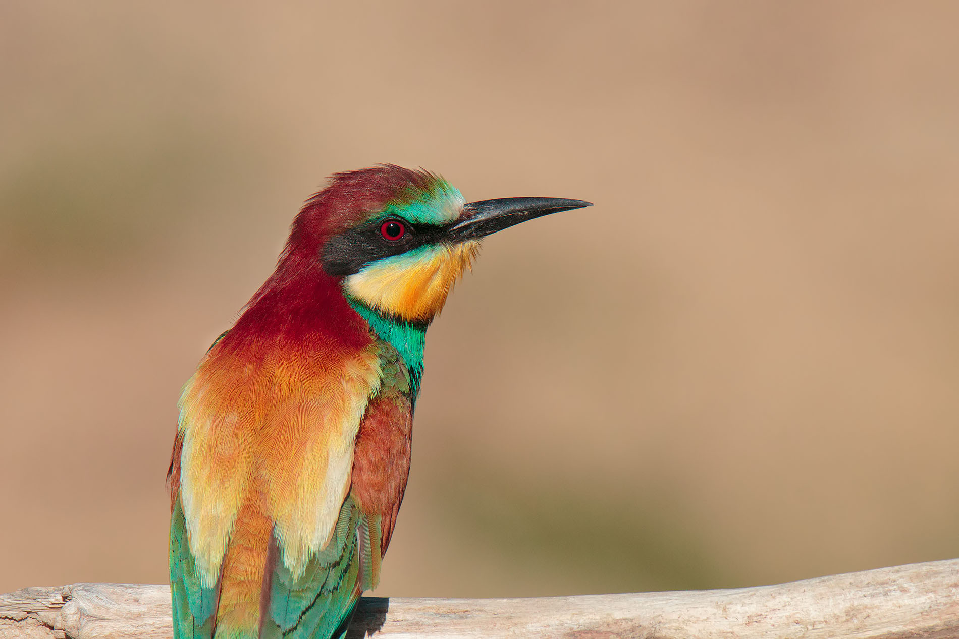 Bee eater