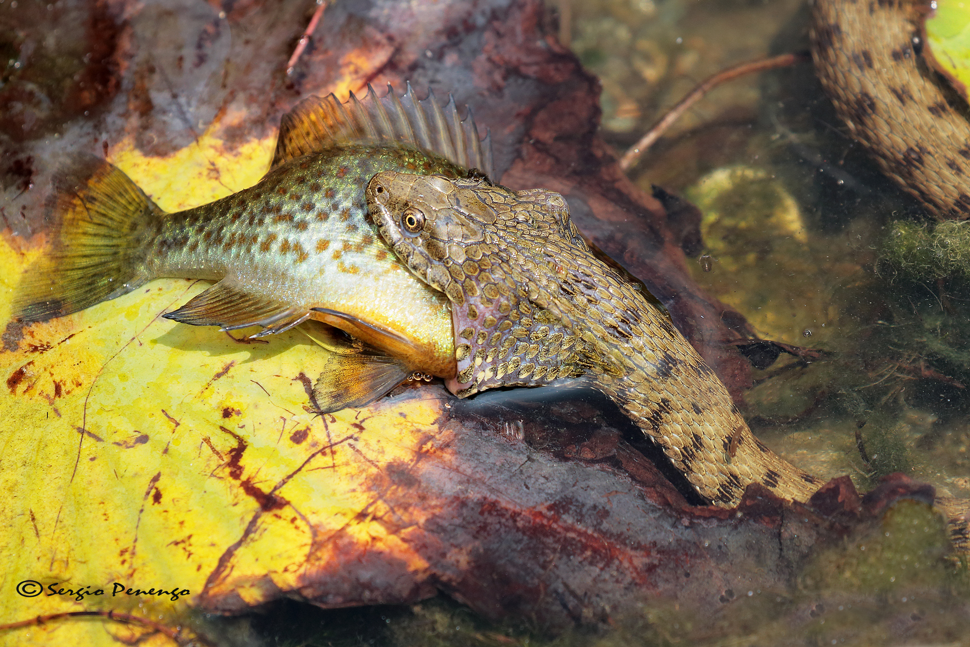 "Natrice tassellata con preda"