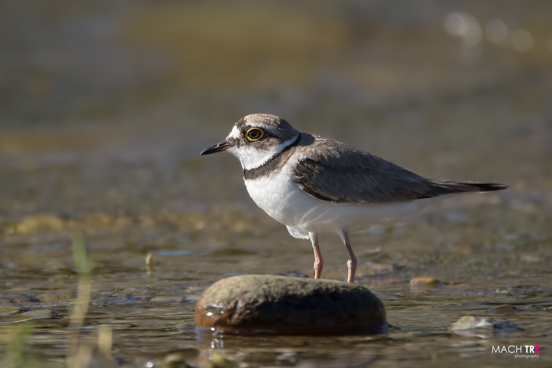 Small courier (Charadrius dubius)