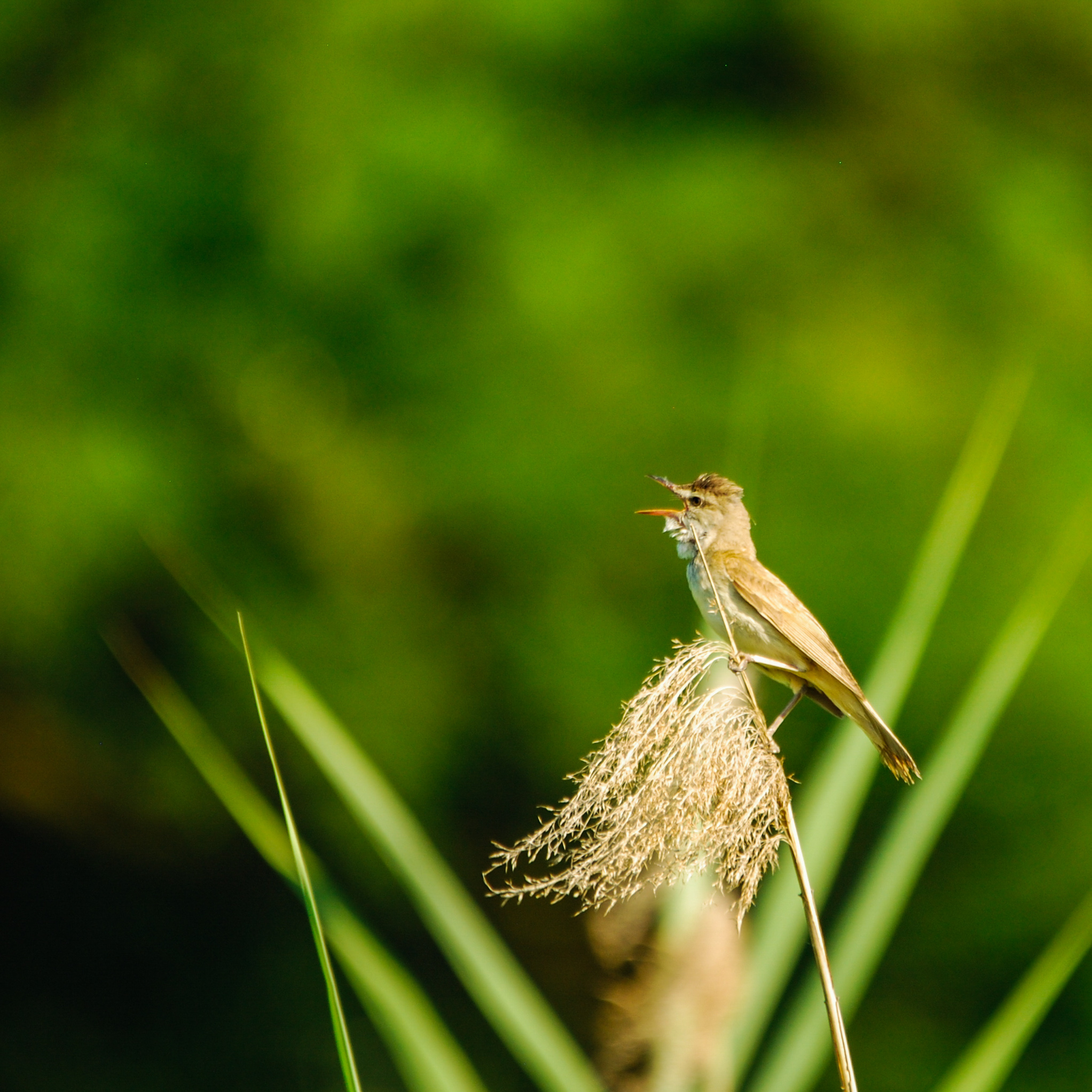 Reed warbler