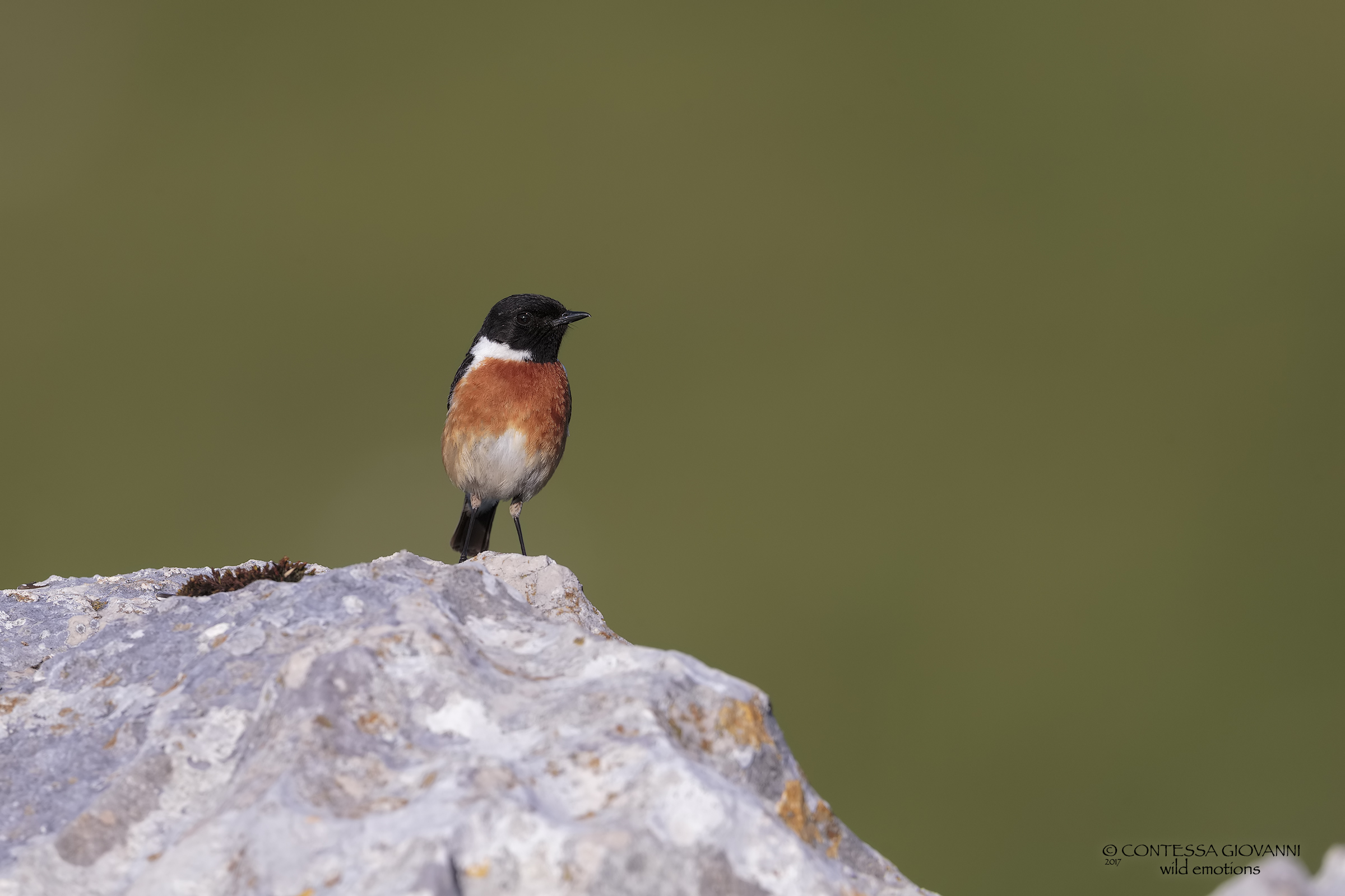 stonechat