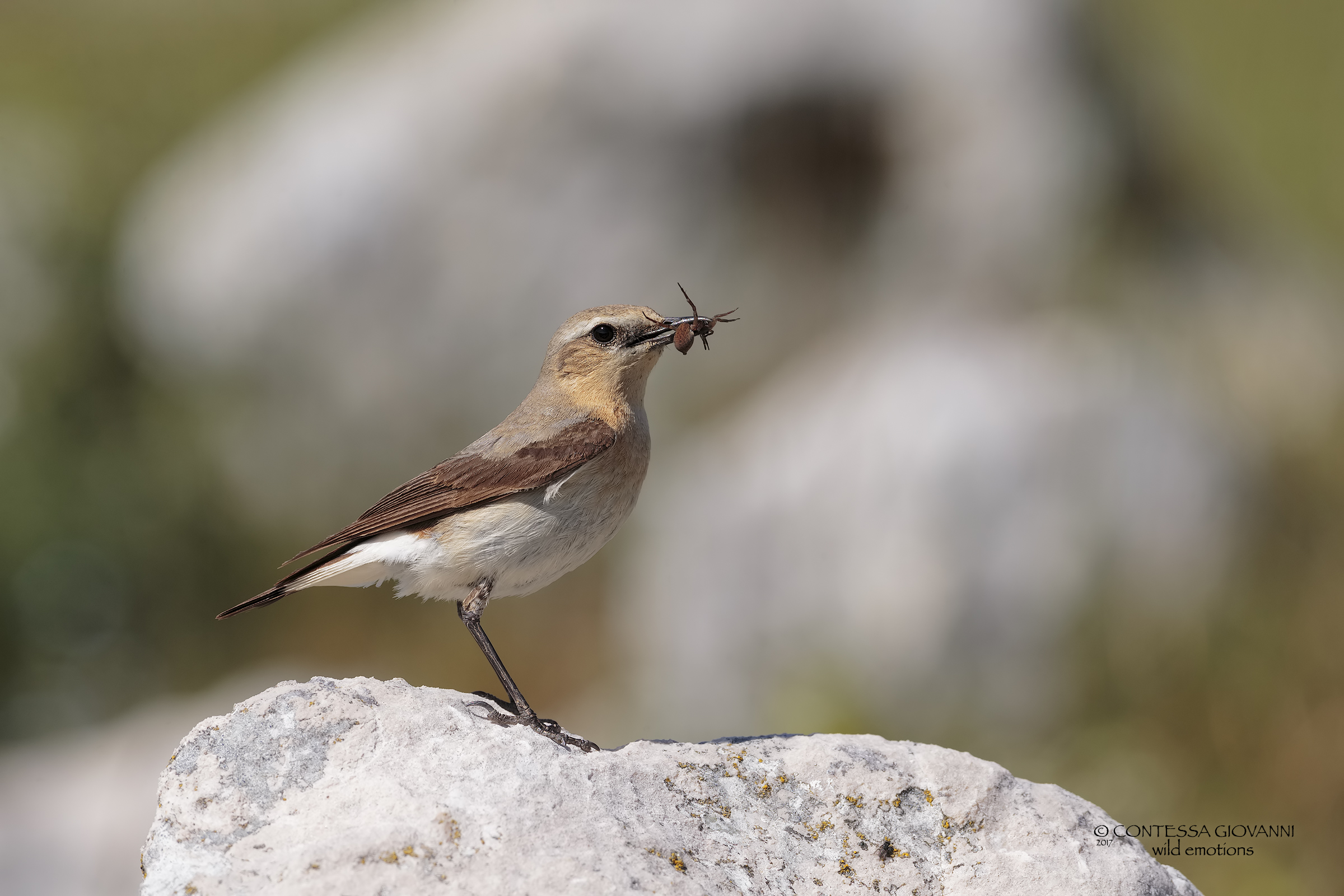 Culinary female with prey