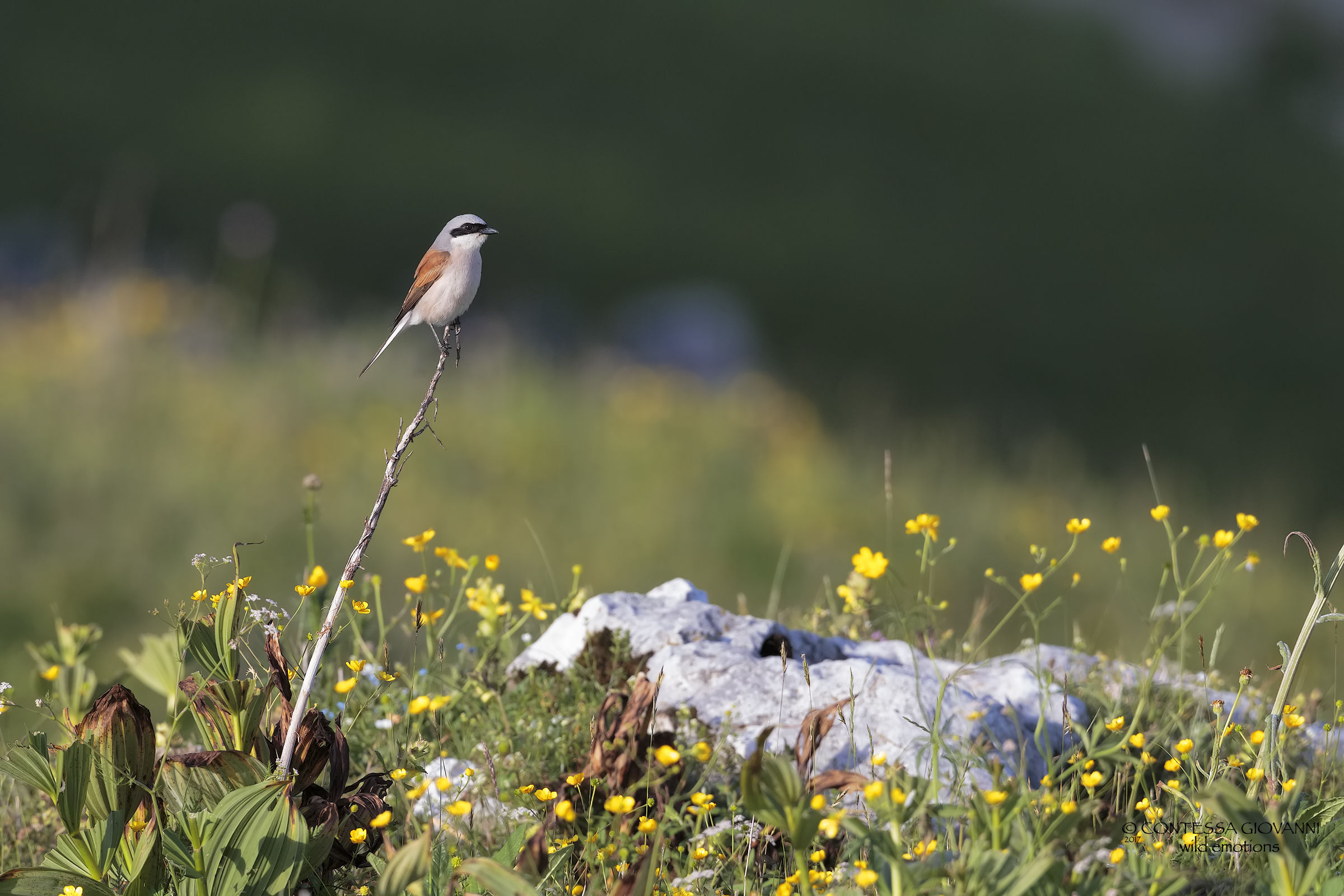 averla piccola ambientata