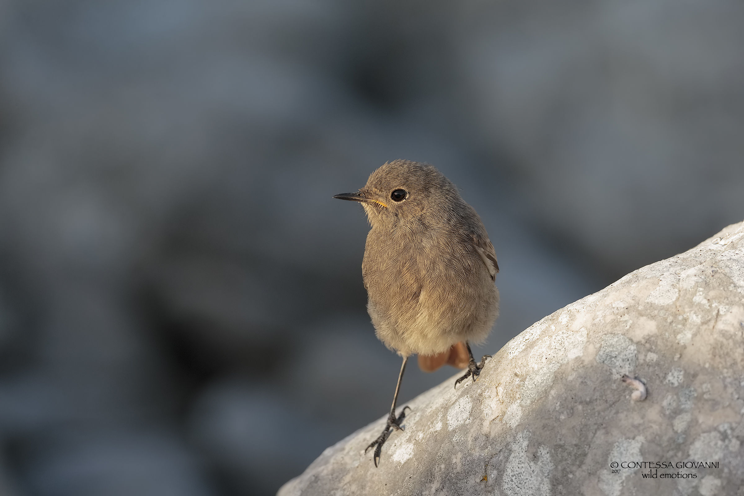 codirosso spazzacamino pullo