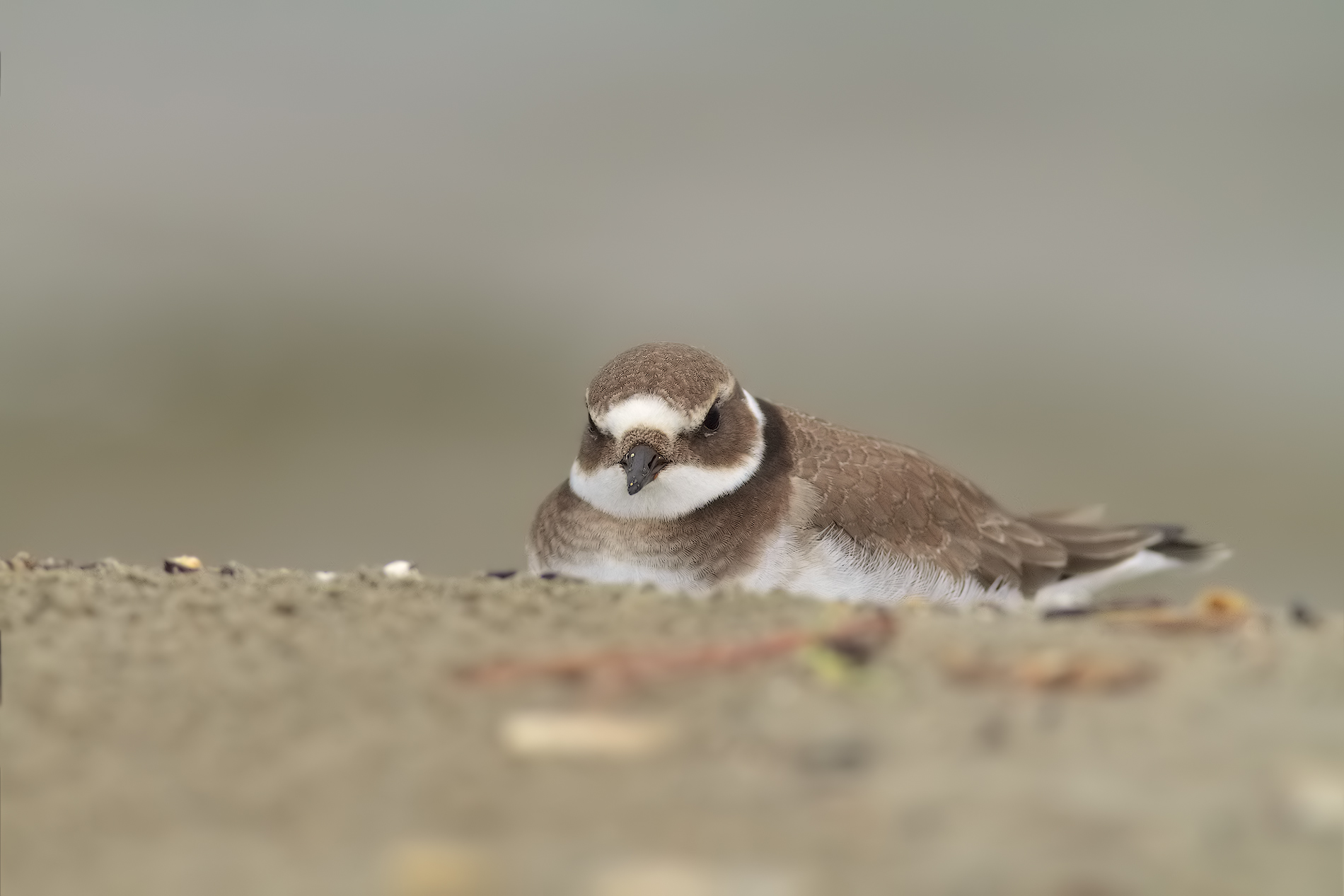 courier big iso 1600