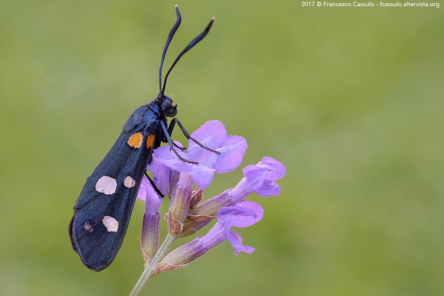 Zygaena ephialtes (Linnaeus, 1767)