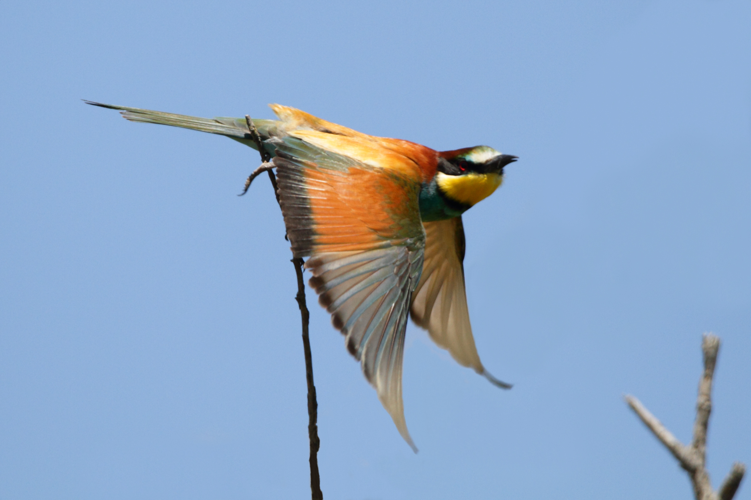 The Gruccione, finally !!!