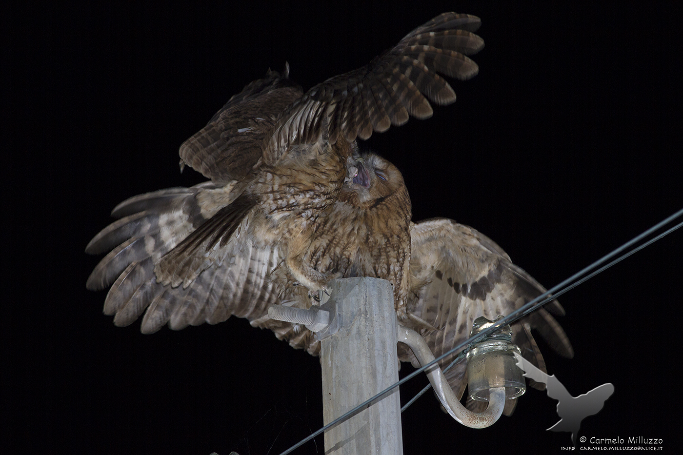 Swapping the prey between the pair of Allocchi