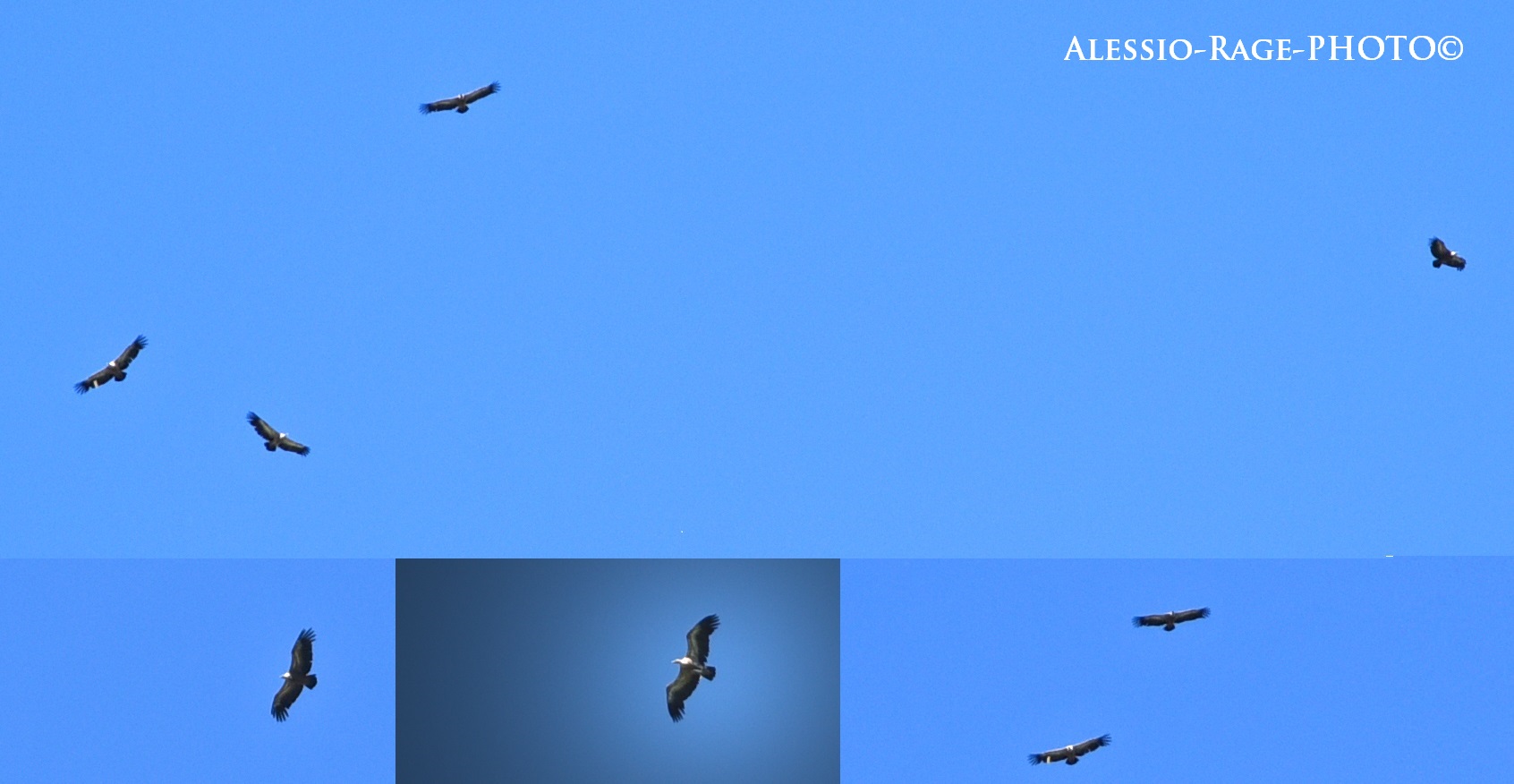 Griffins (with 24-120 I have to take a superteleeeeeeeee)