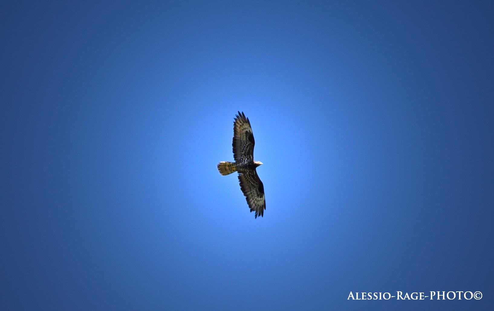 (With 24-120 I have to take a superteleeeeeeeee)