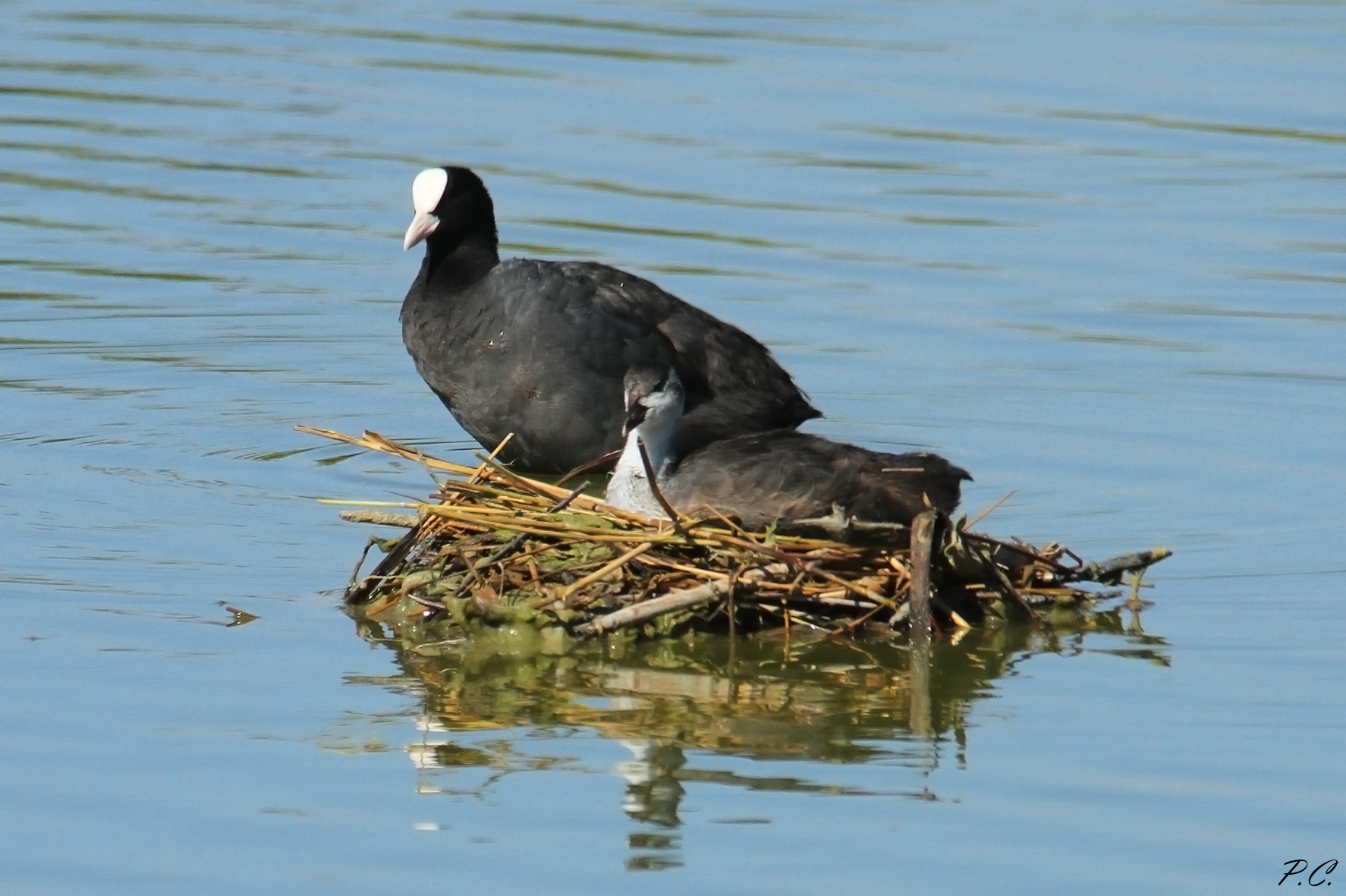 coot