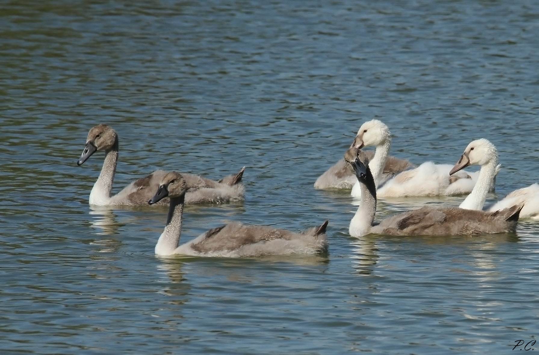 cygnets