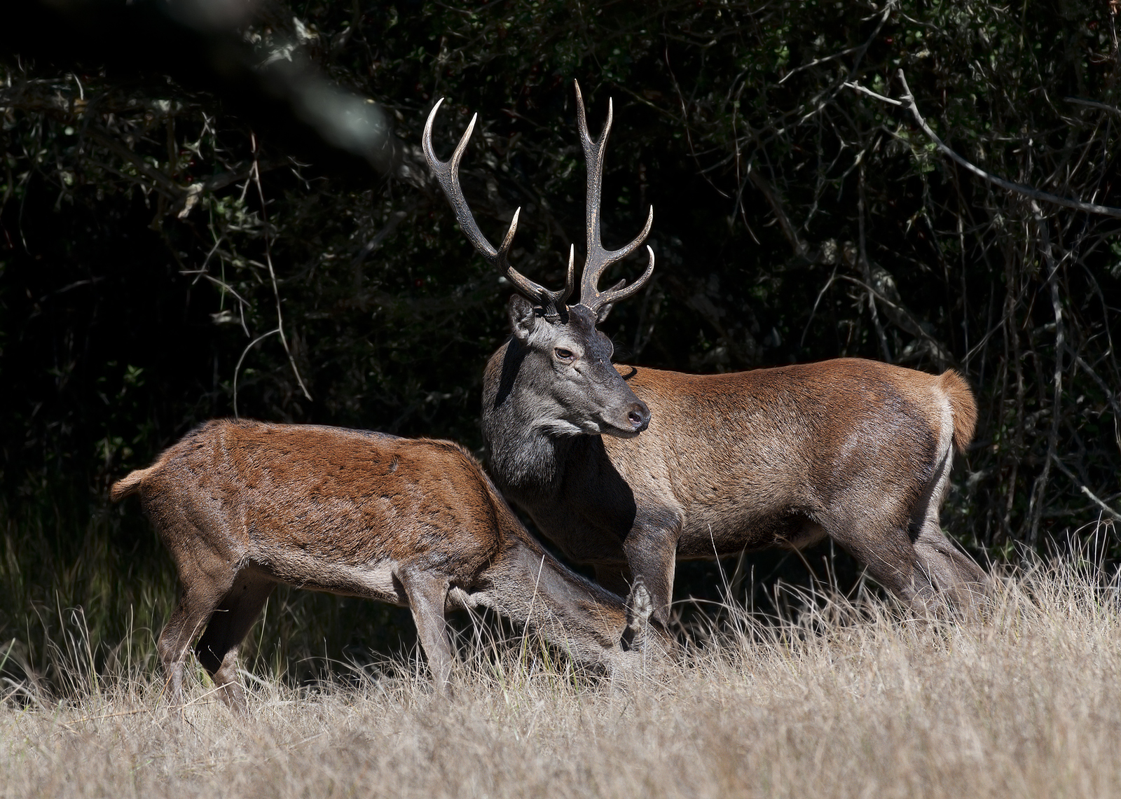 cervi sardi (Cervus elaphus corsicanus)
