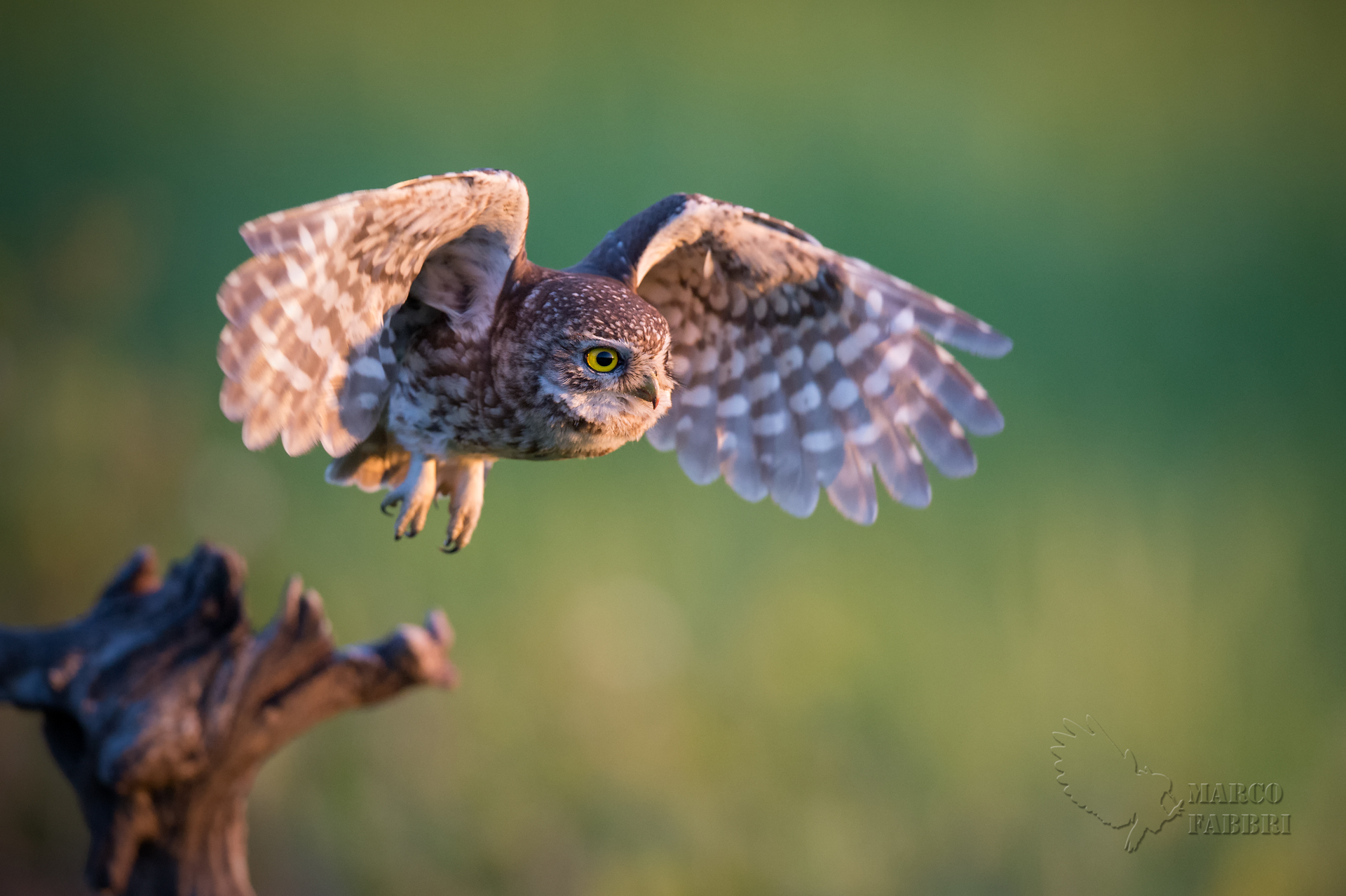 Le mattine della civetta