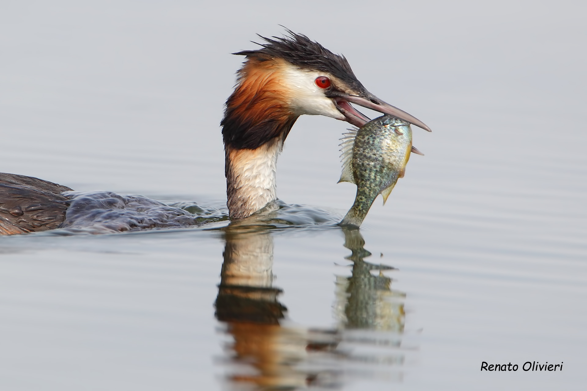 Swamp with prey (sunny persic)