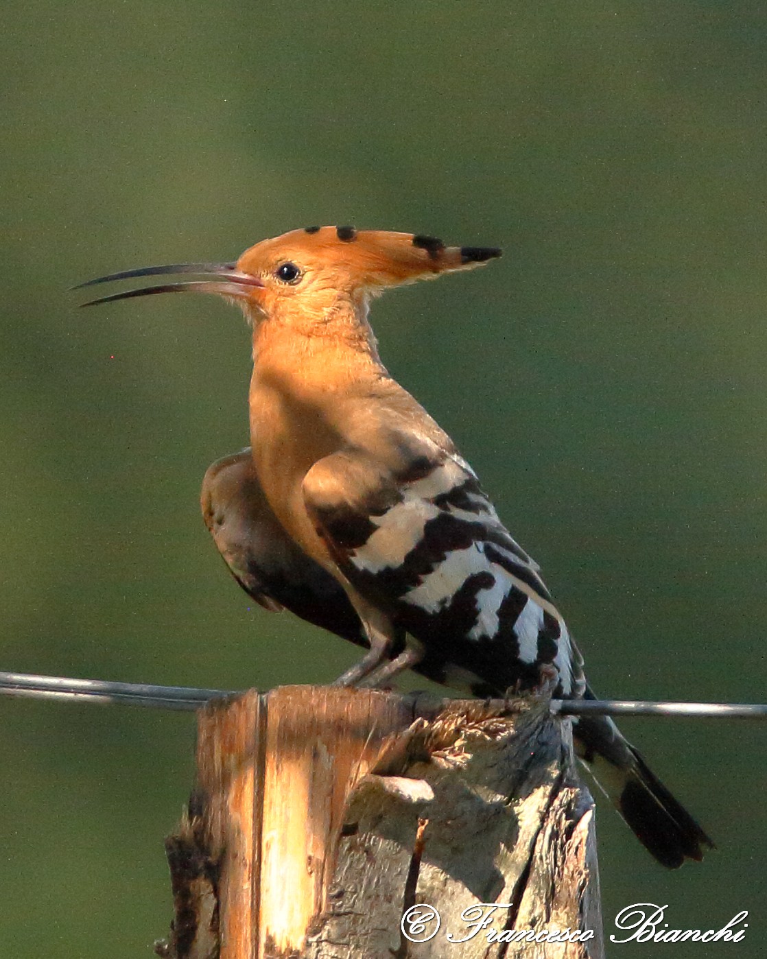 Hoopoe