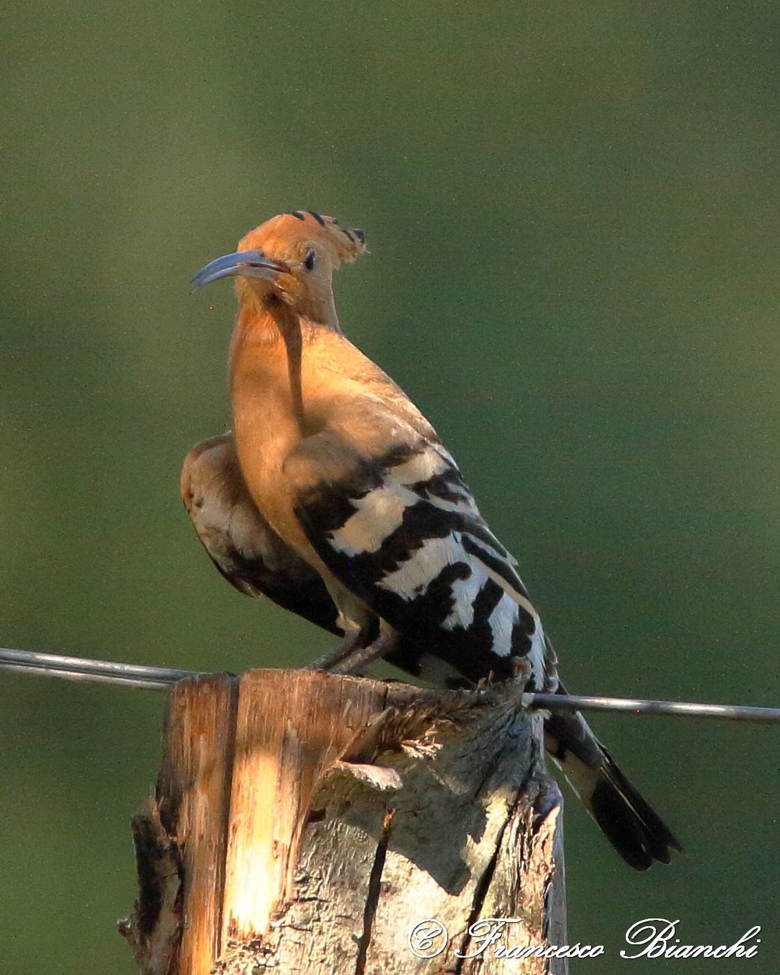 Hoopoe
