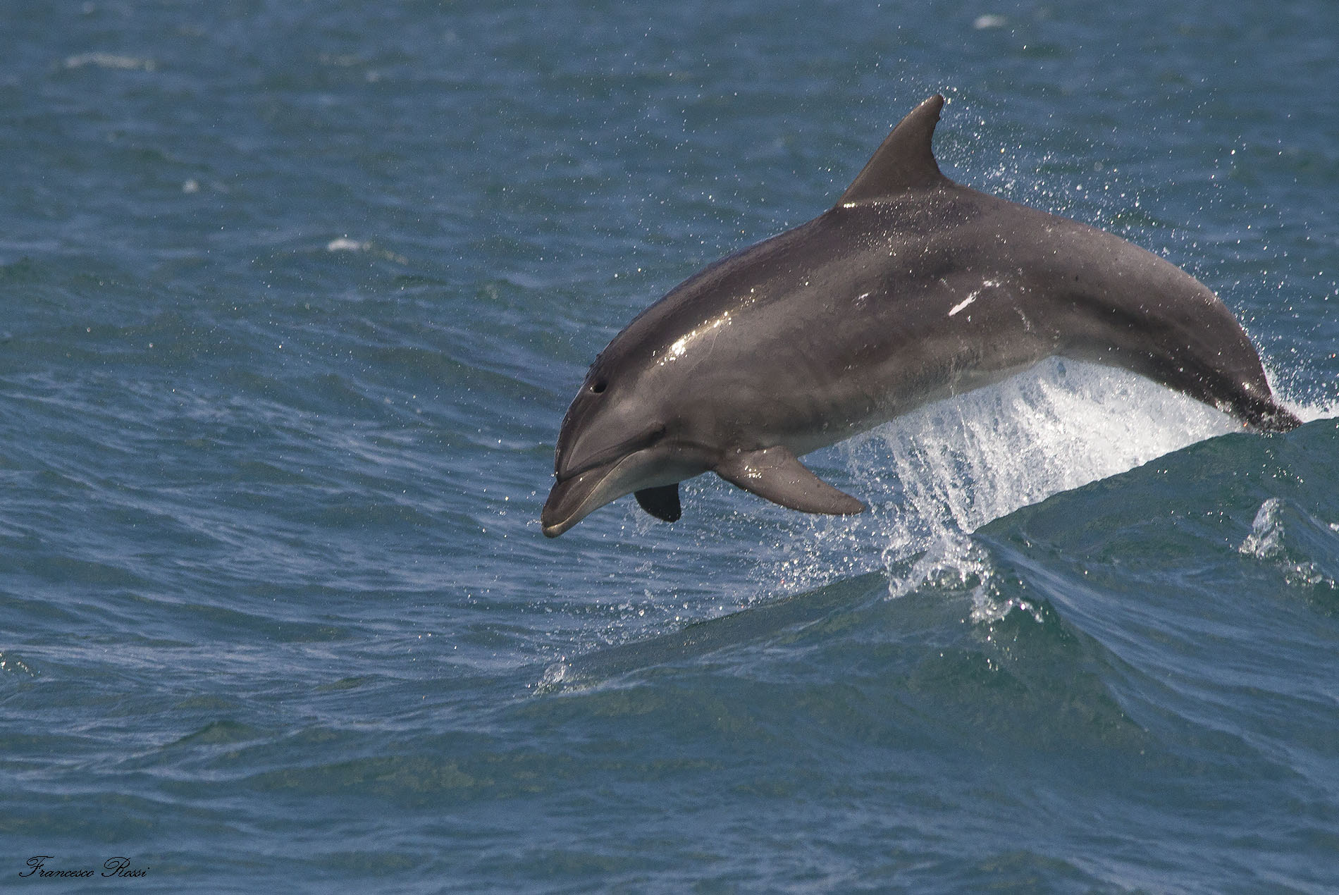 Bottlenose dolphins