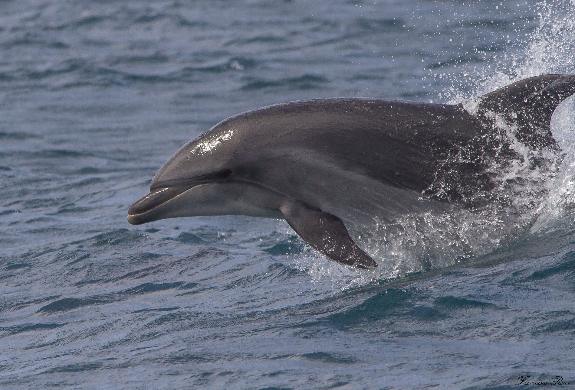 Bottlenose dolphins