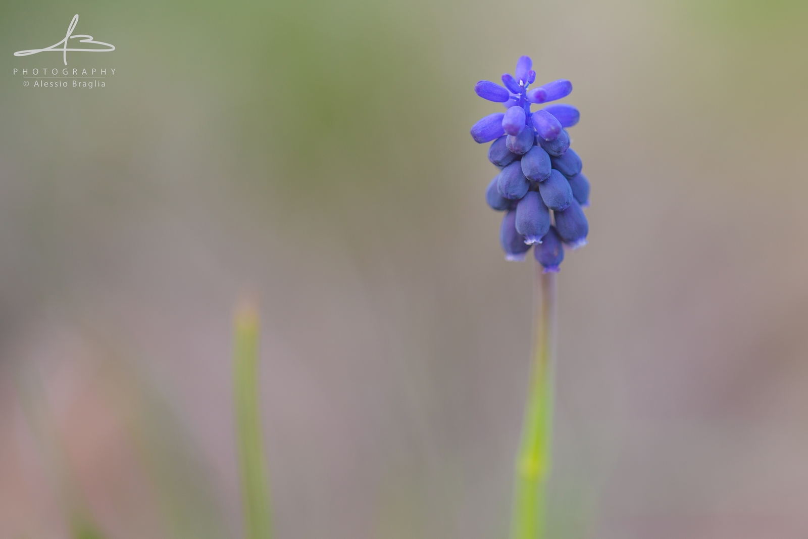 Muscari
