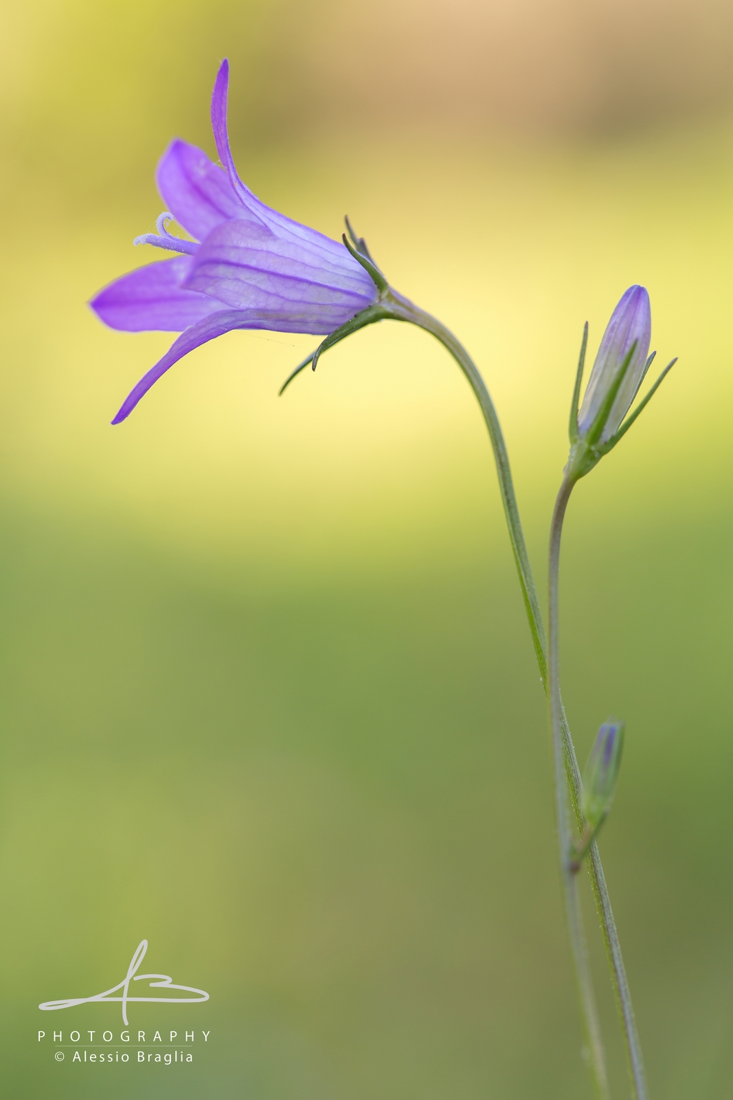 Campanula
