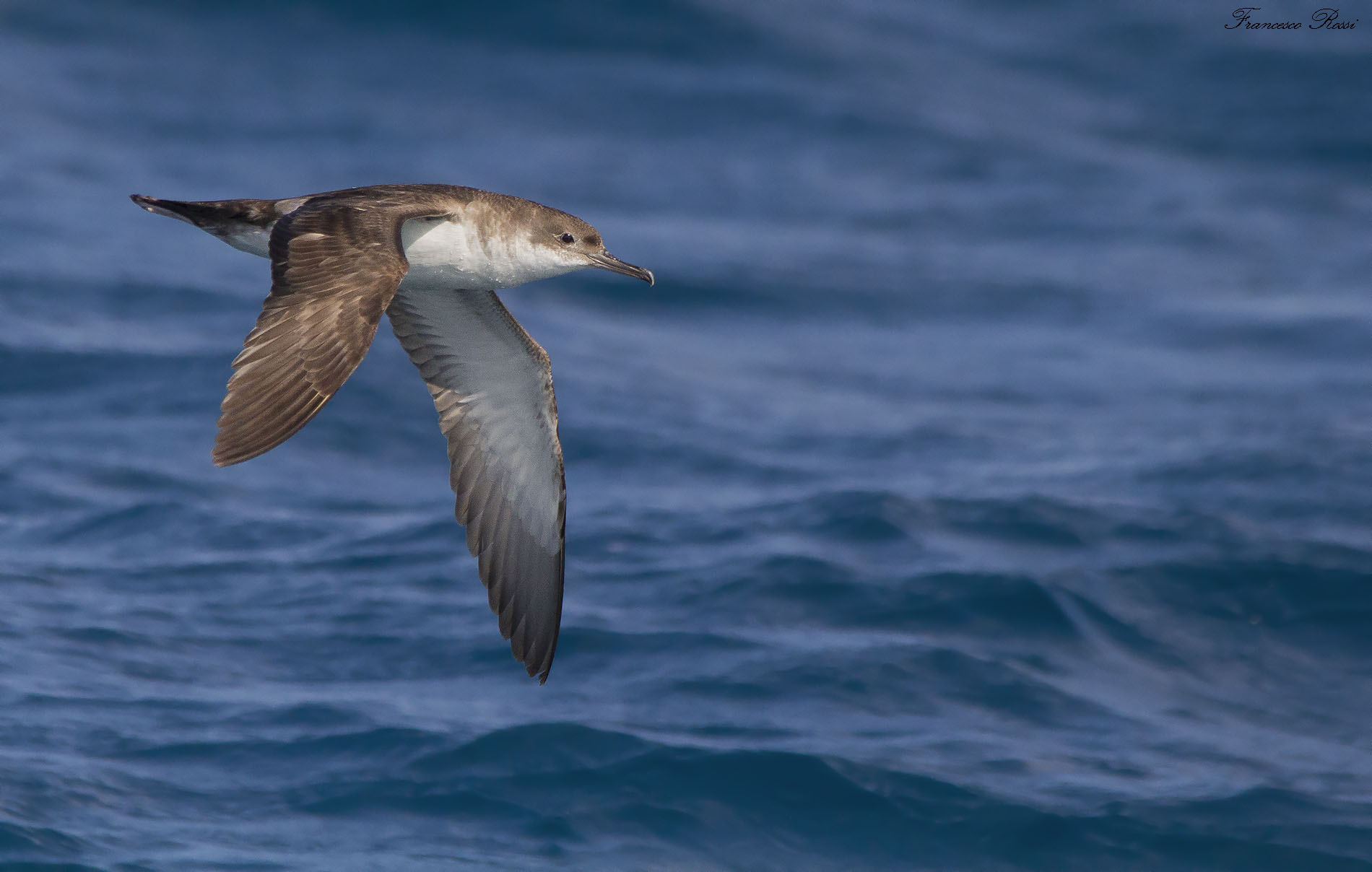 Lesser Berta flying over Viareggio ...