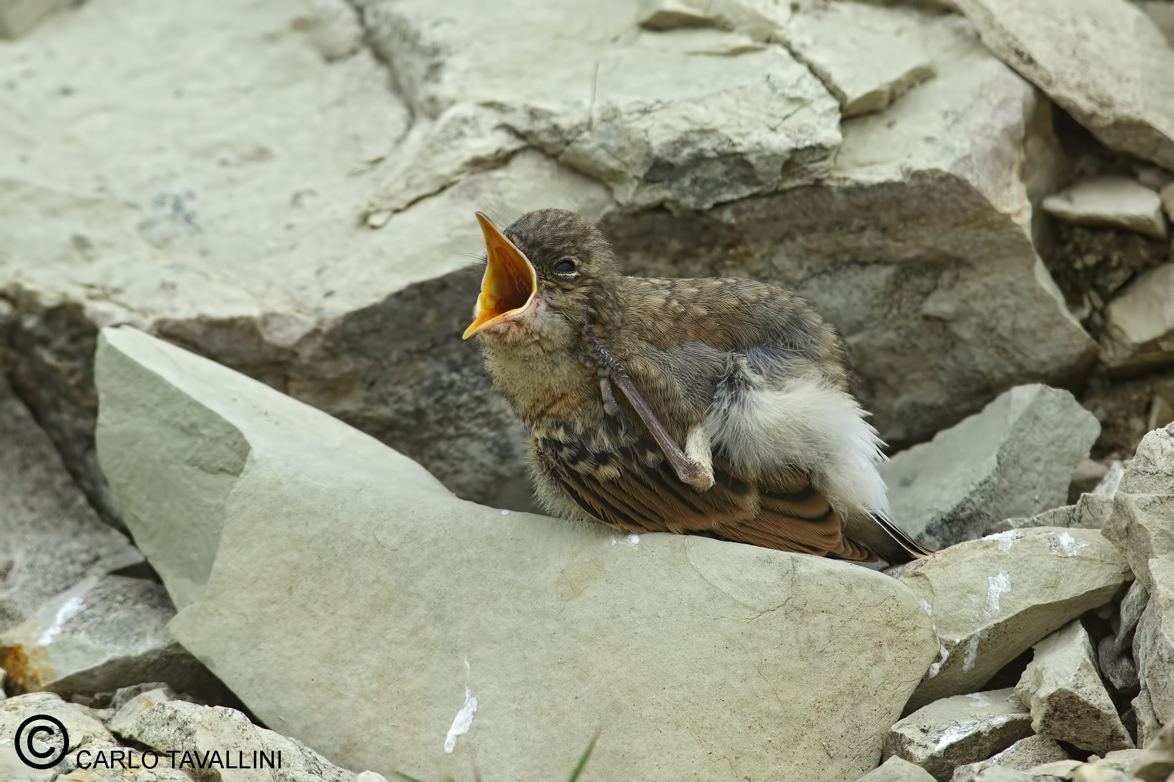 Papaaaaa .... I'm hungry !!!!!!!!!