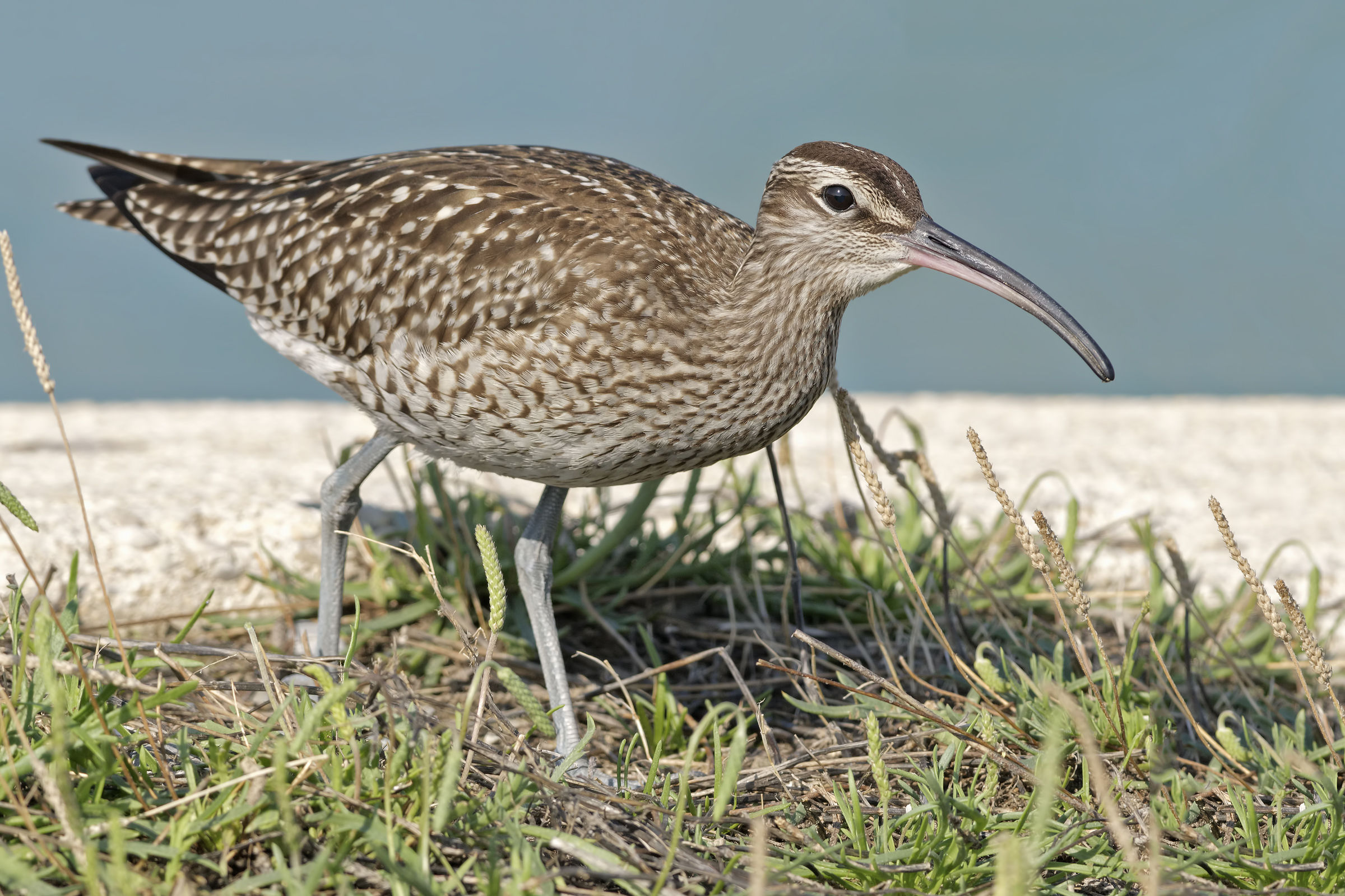 Small Chiurlo (Numenius phaeopus)