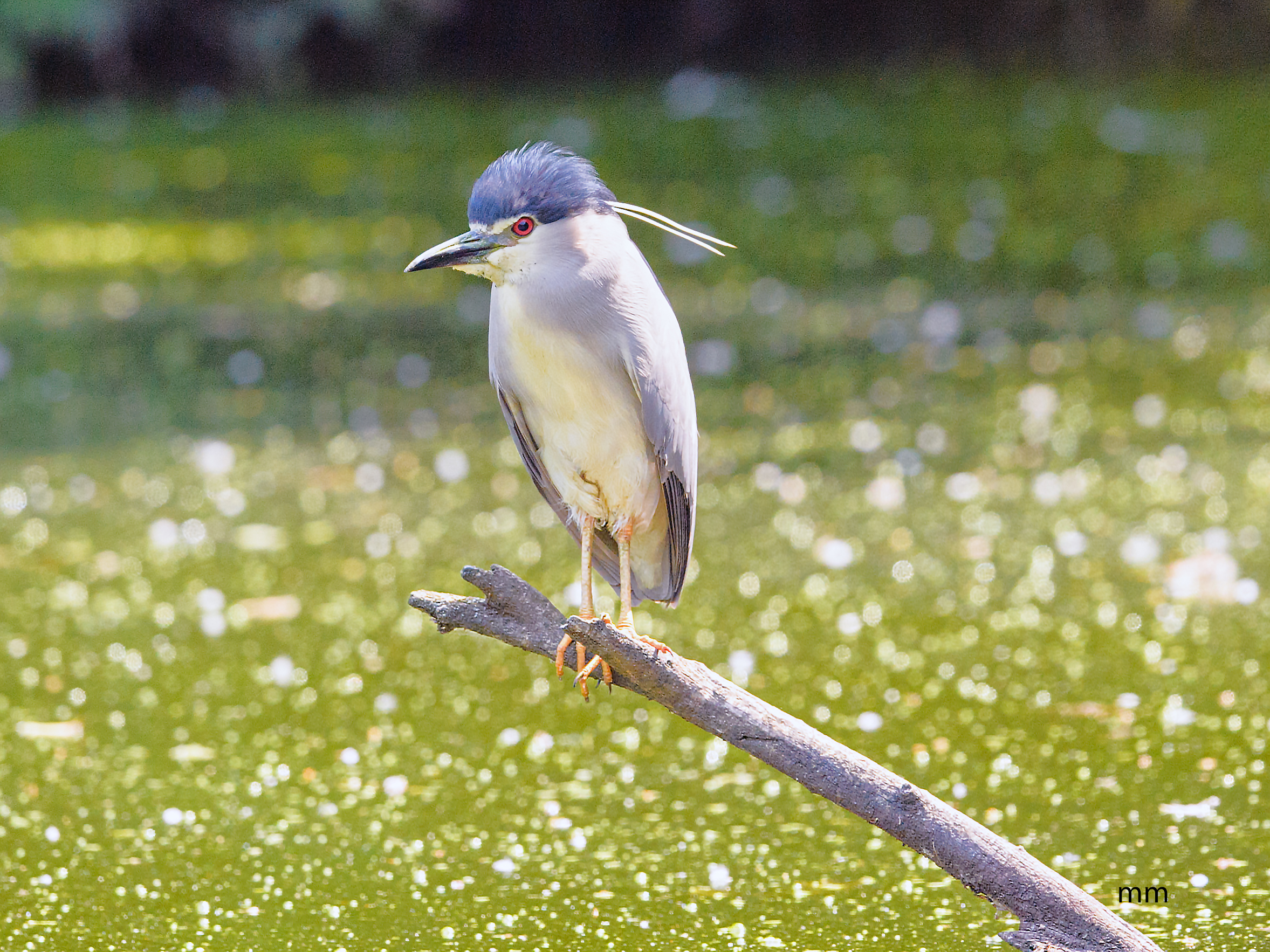 nitticora (pettinata)