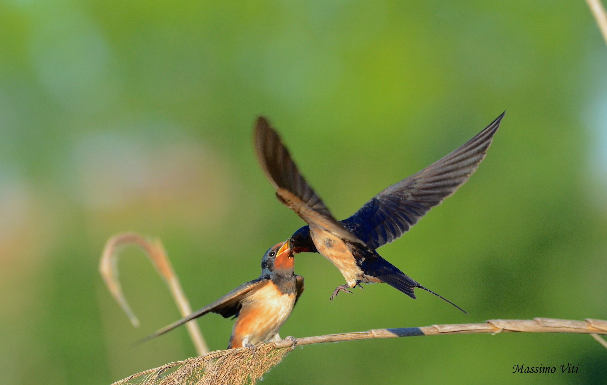 " L'imbeccata " Rondine comune