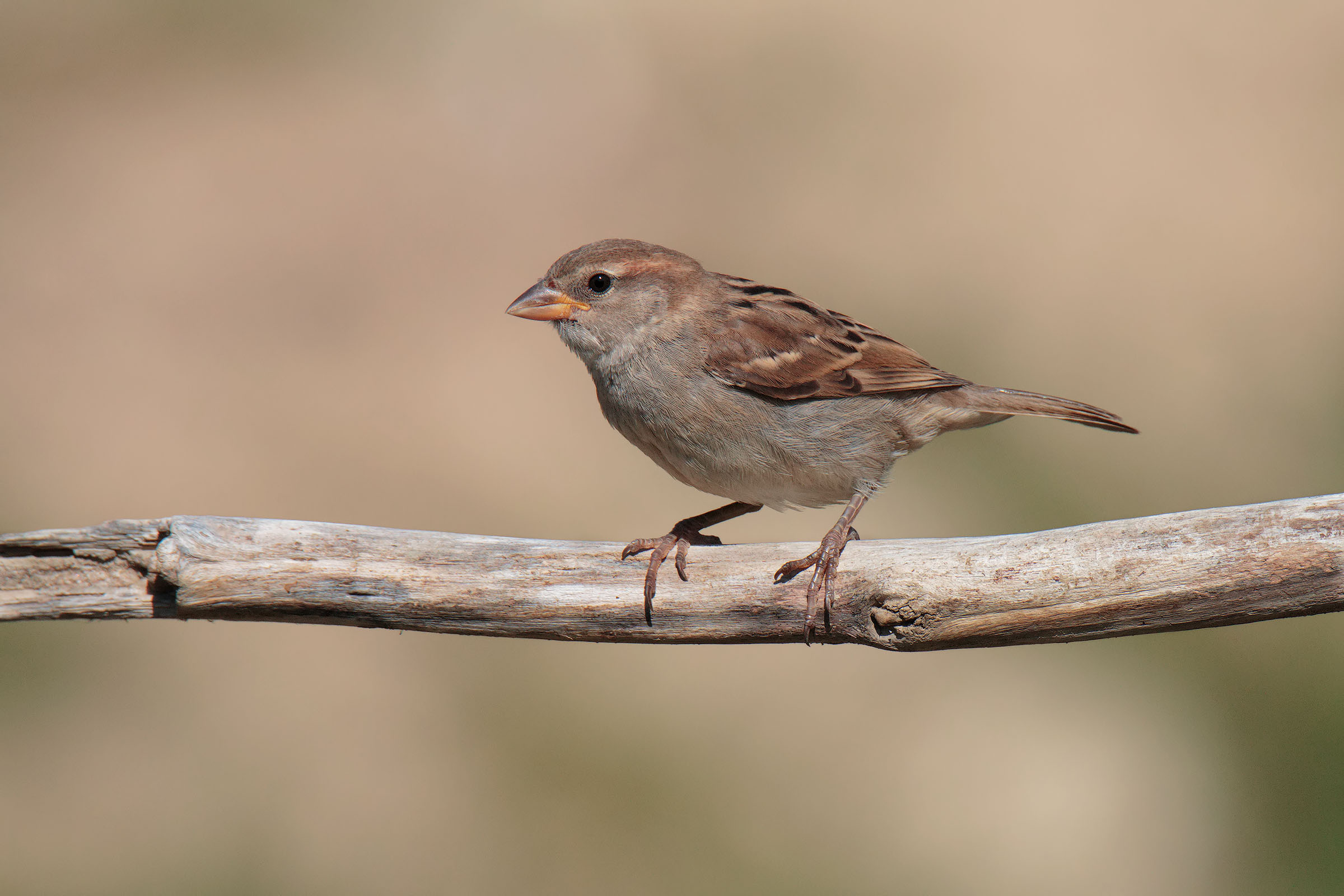 Young sparrow