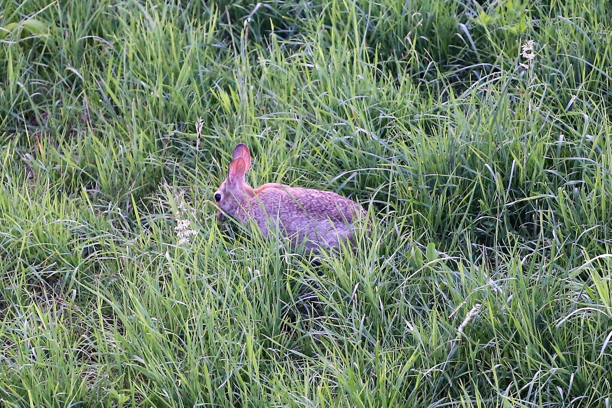 minilepre vicino a casa...