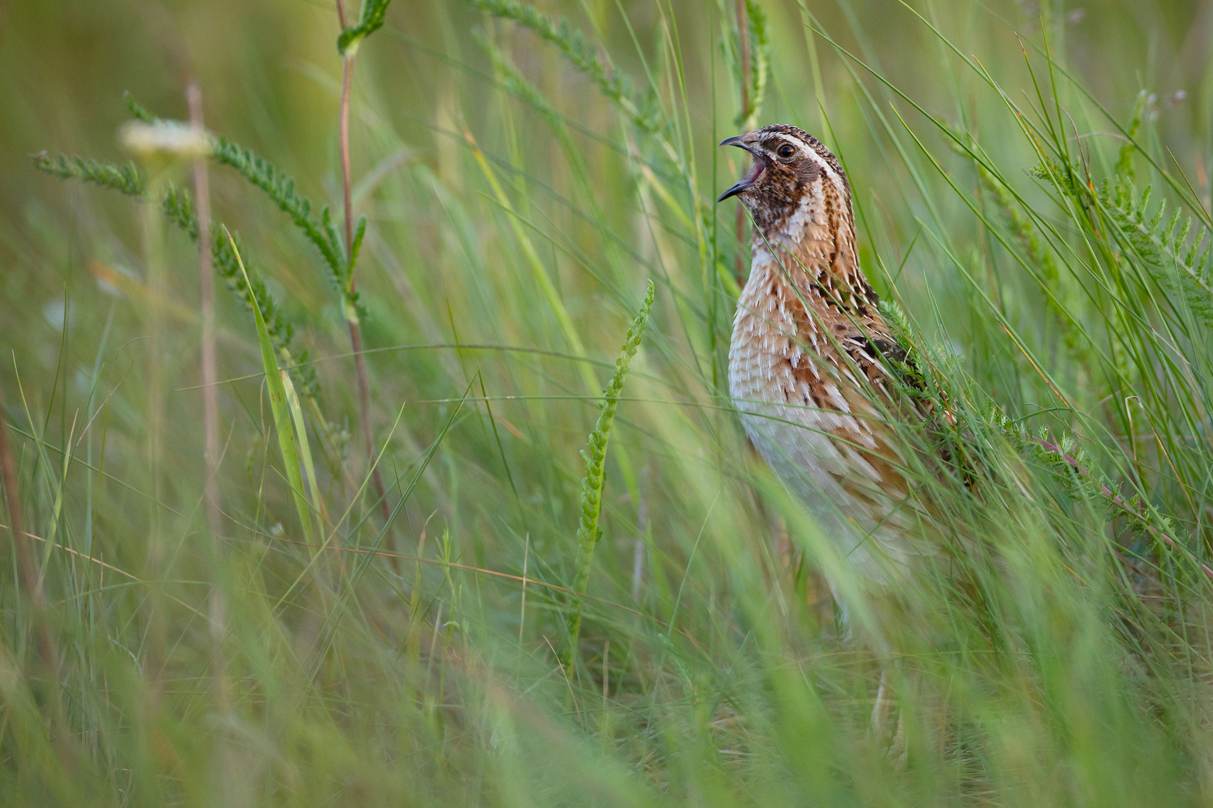 Common Quail (Coturnix coturnix)