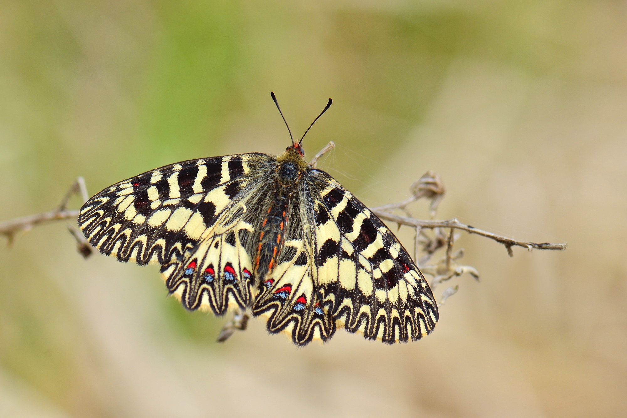 Zerynthia polyxena cassandra