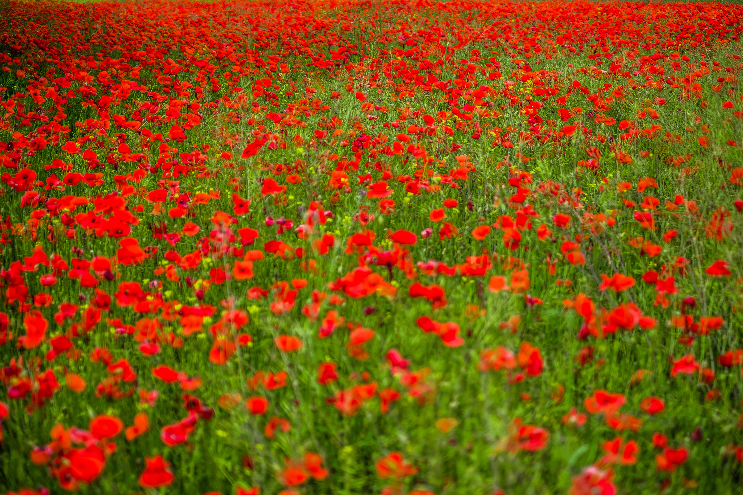 Poppies
