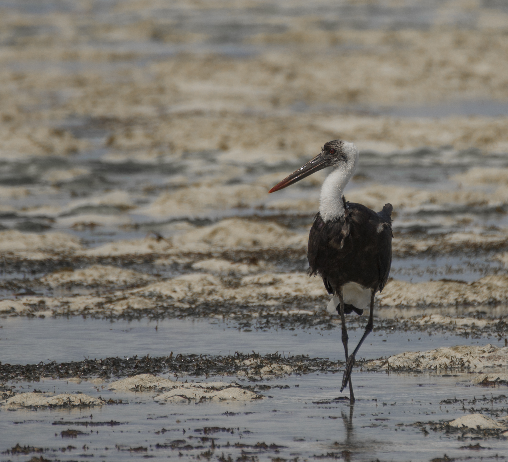 Ciconia episcopus (Cicogna collolanoso)
