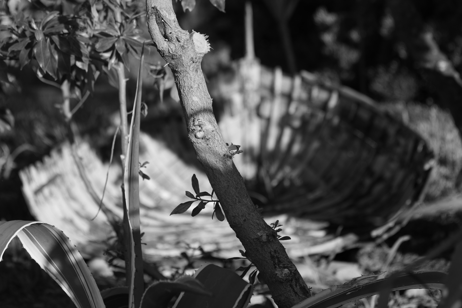 Quel che rimane di una barca .....