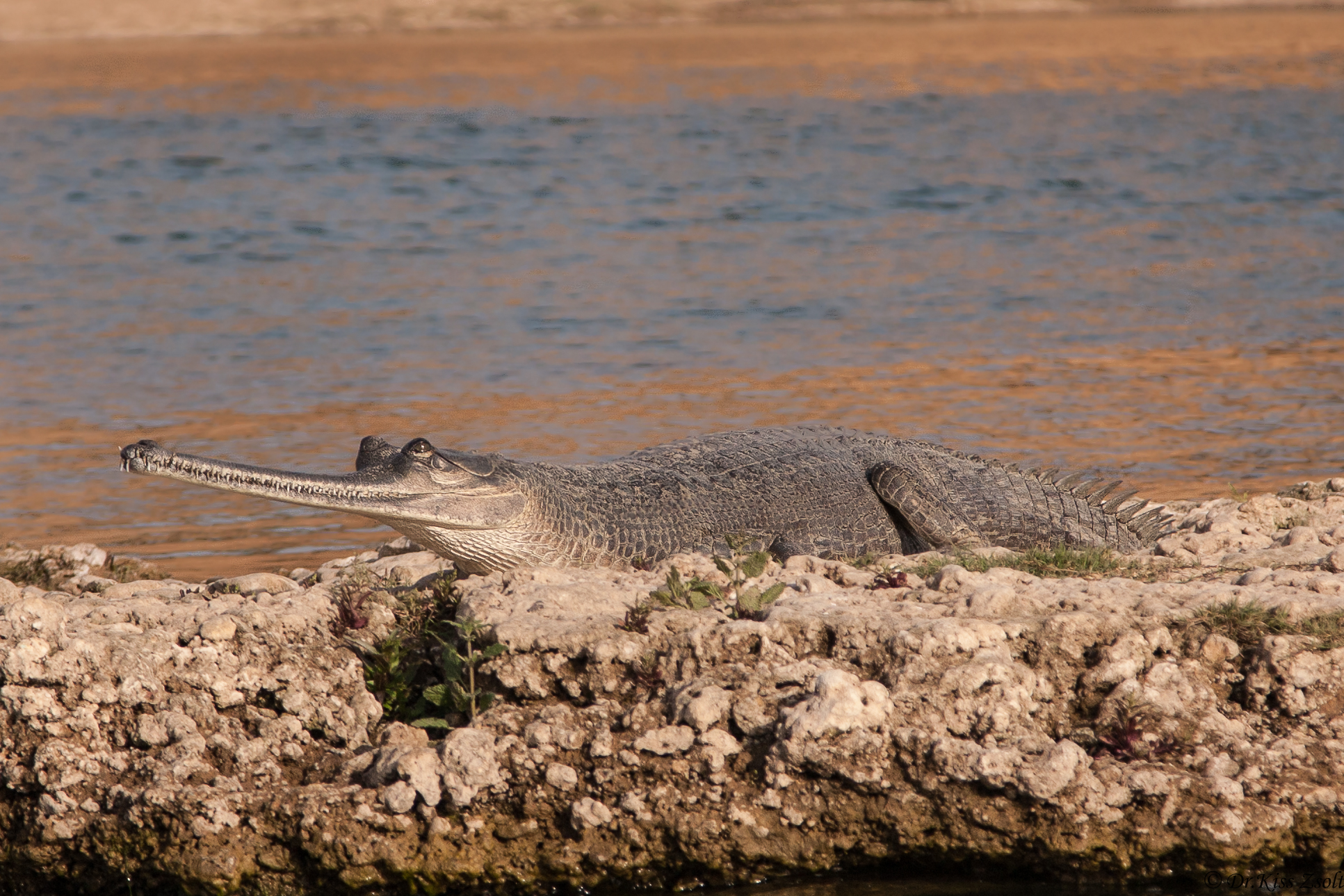 gharial