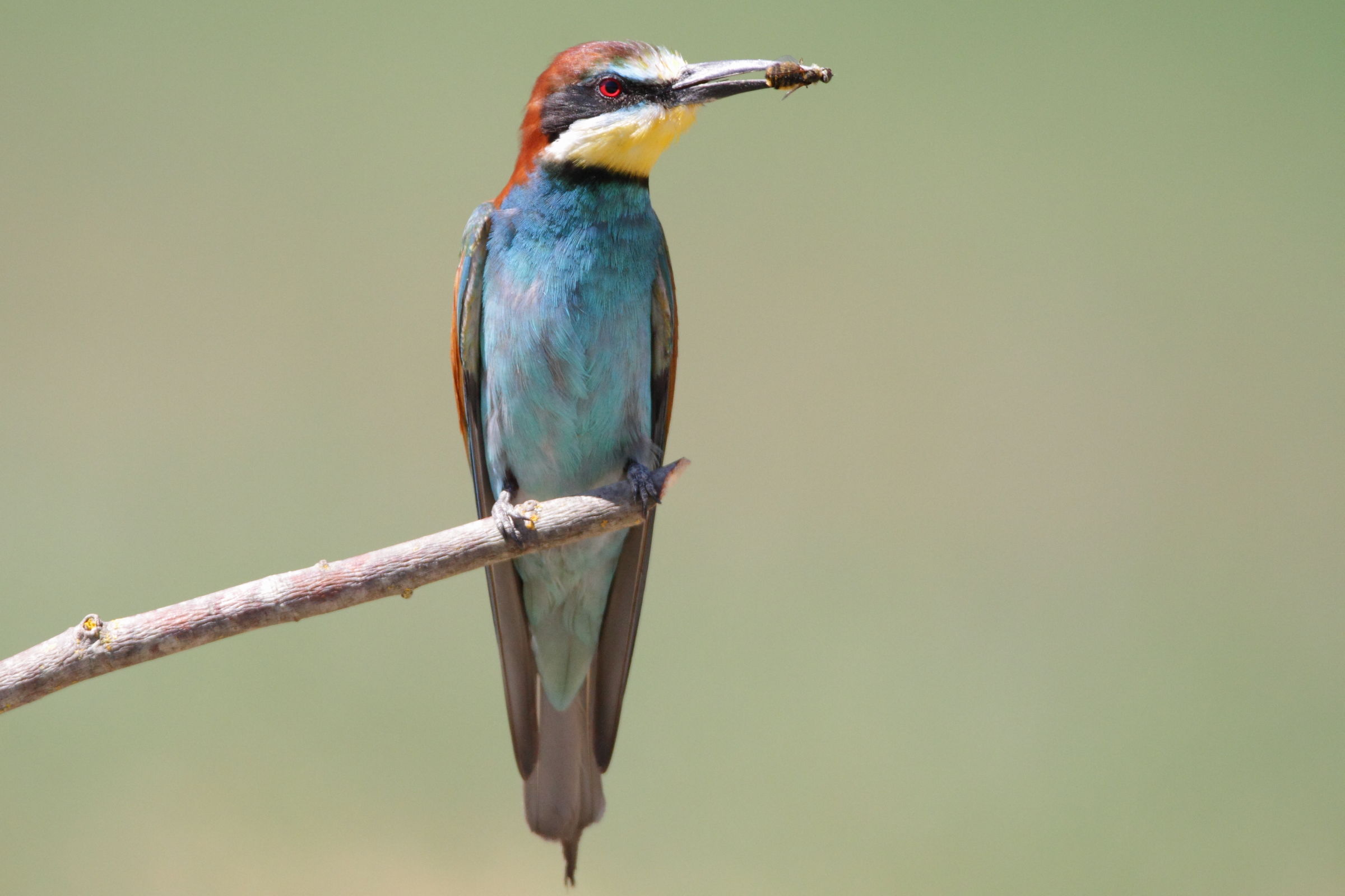 Second day with the Gruccioni: laid