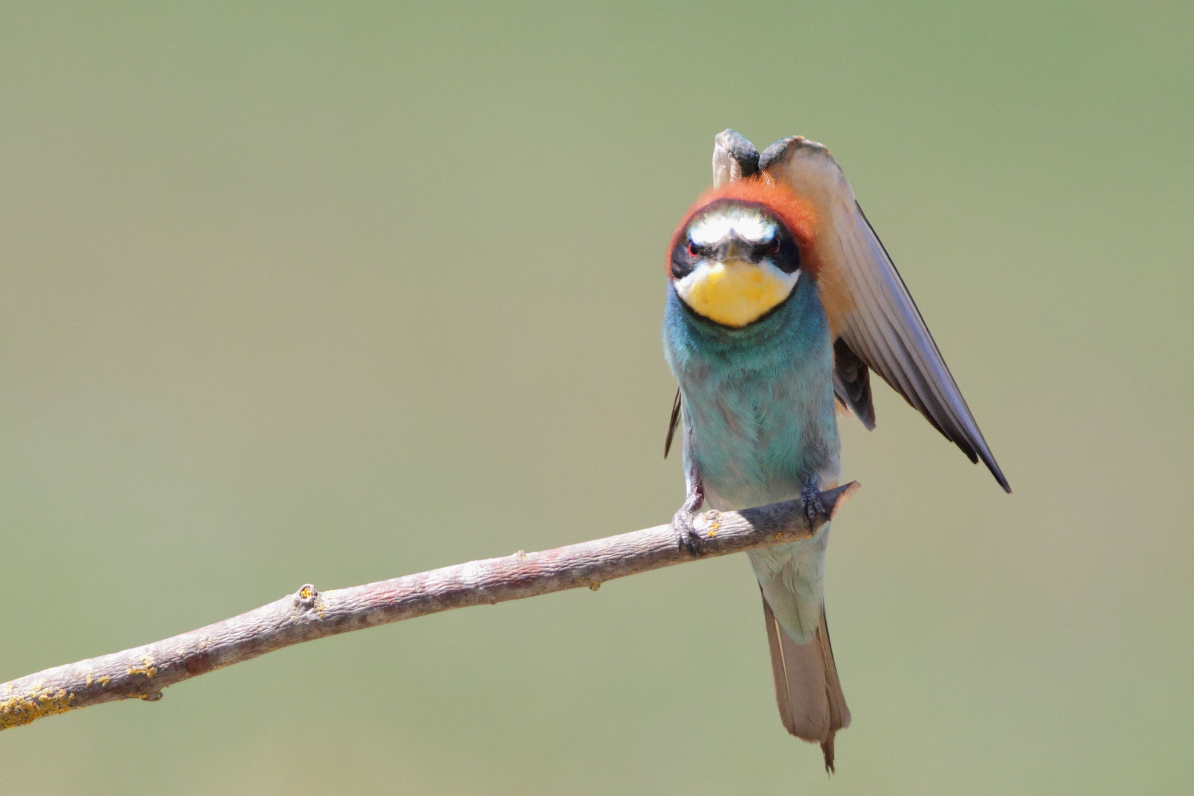 Second day with the Gruccioni: angry