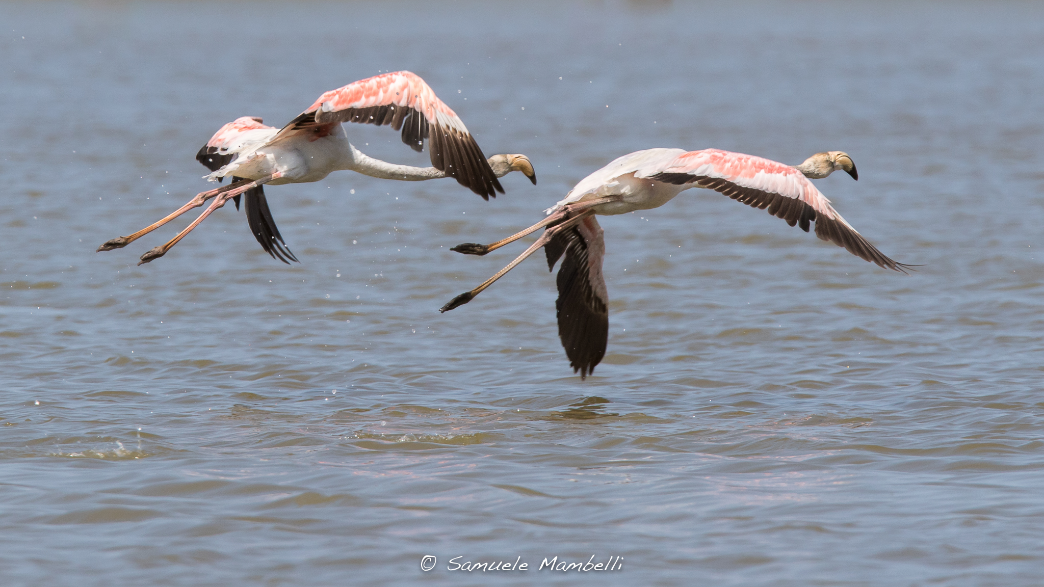 Flamingos not propio pink