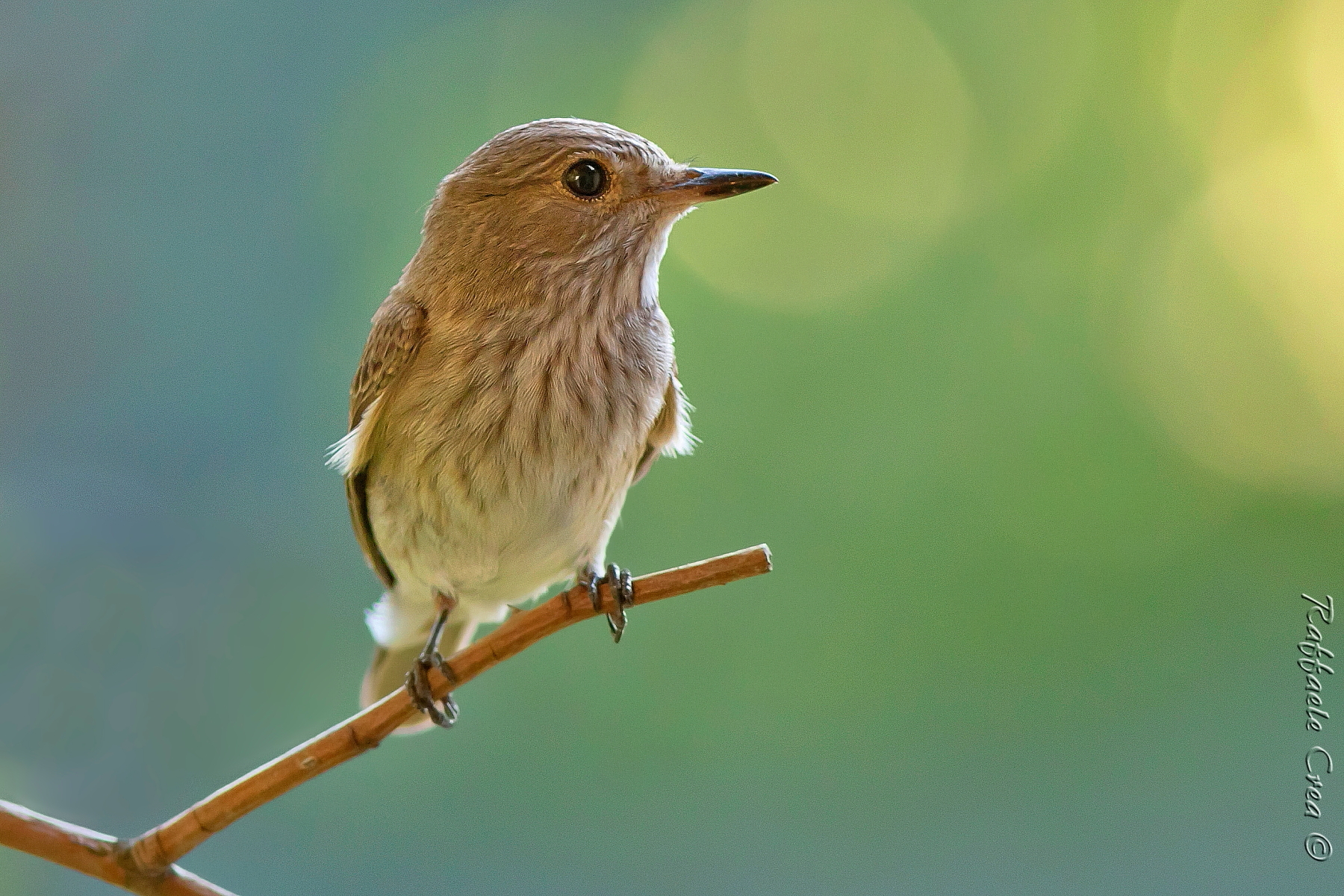 Flycatcher